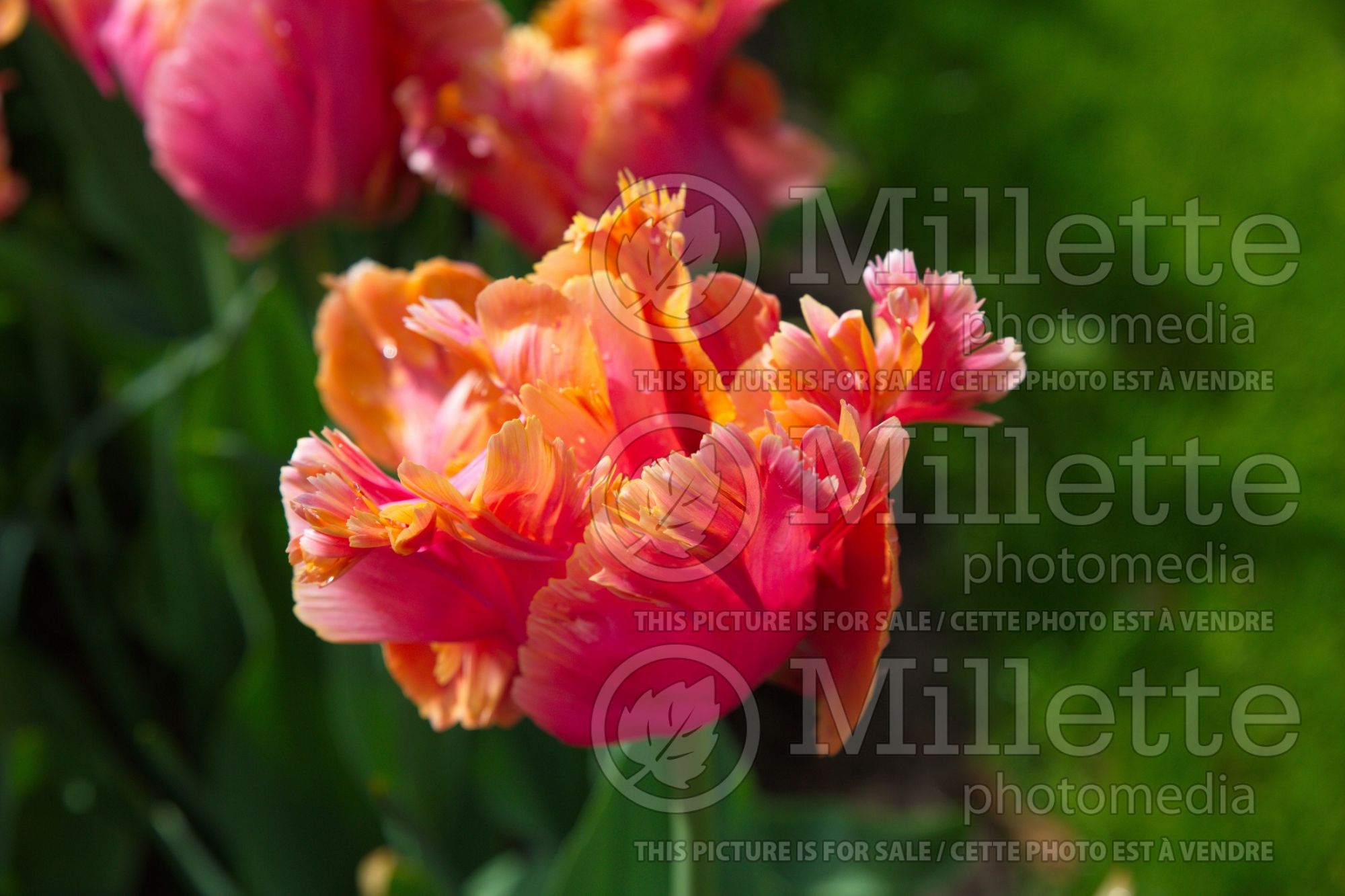 Tulipa Amazing Parrot (Parrot Tulip) 1