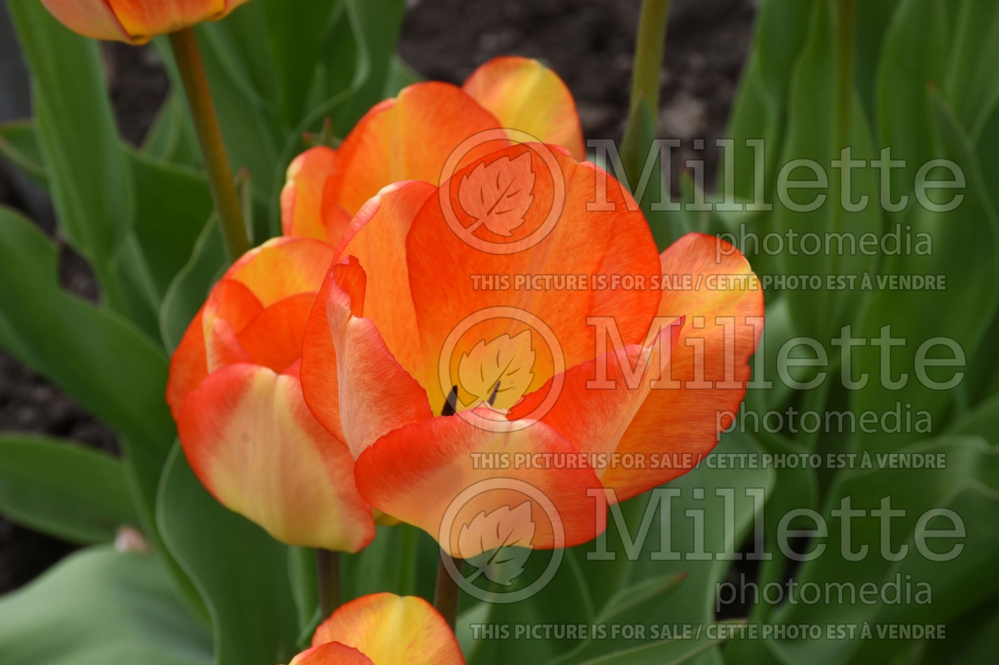Tulipa American Dream (Tulip) 5