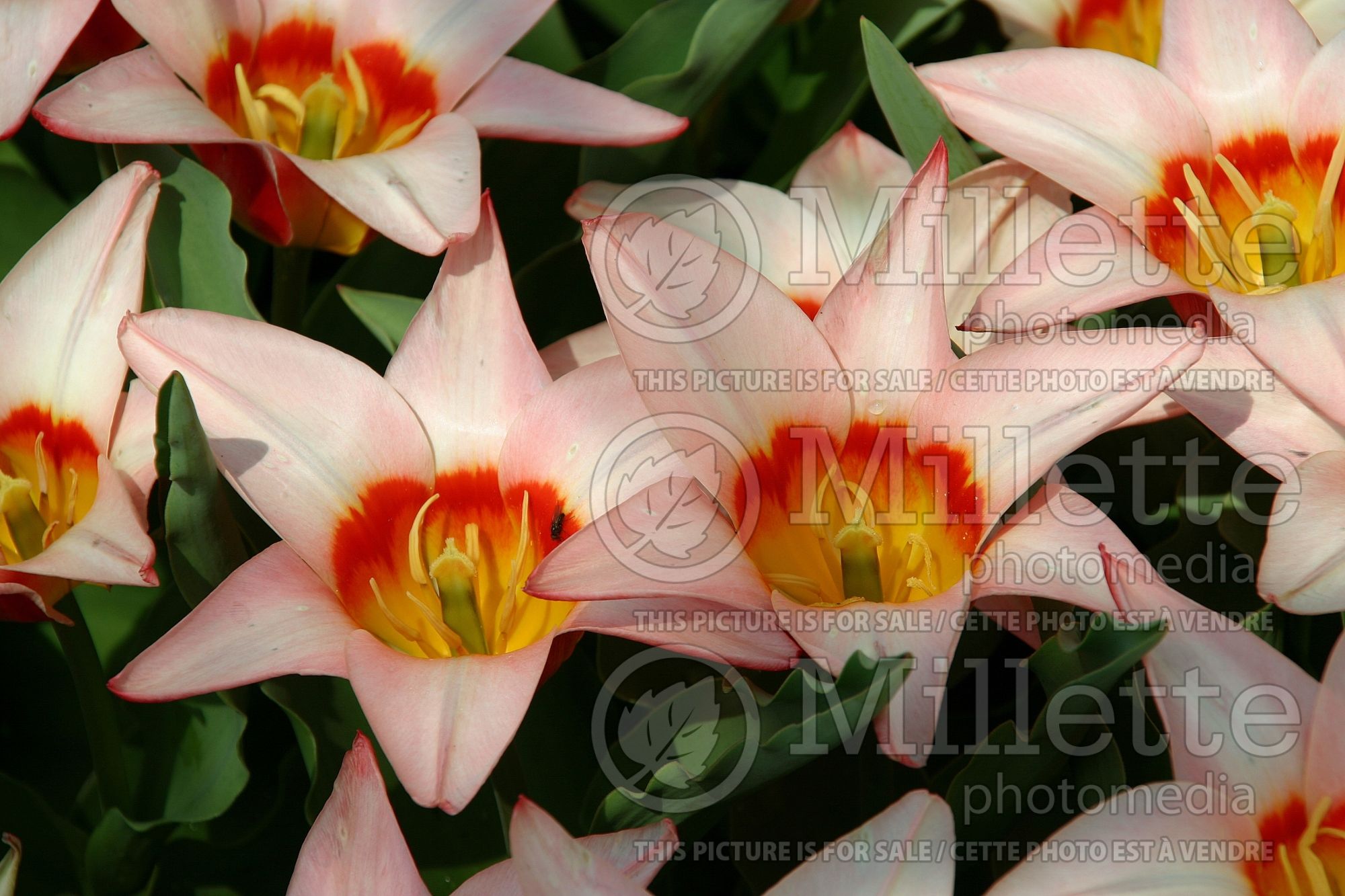 Tulipa Ancilla (Kaufmanniana Tulip) 2