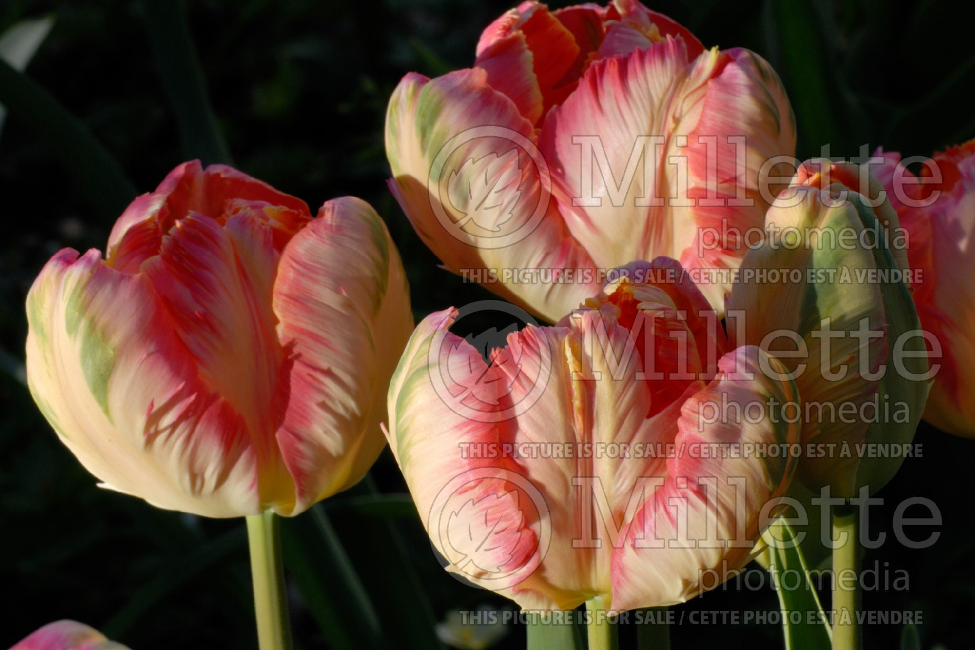Tulipa Apricot Parrot (Tulip) 2