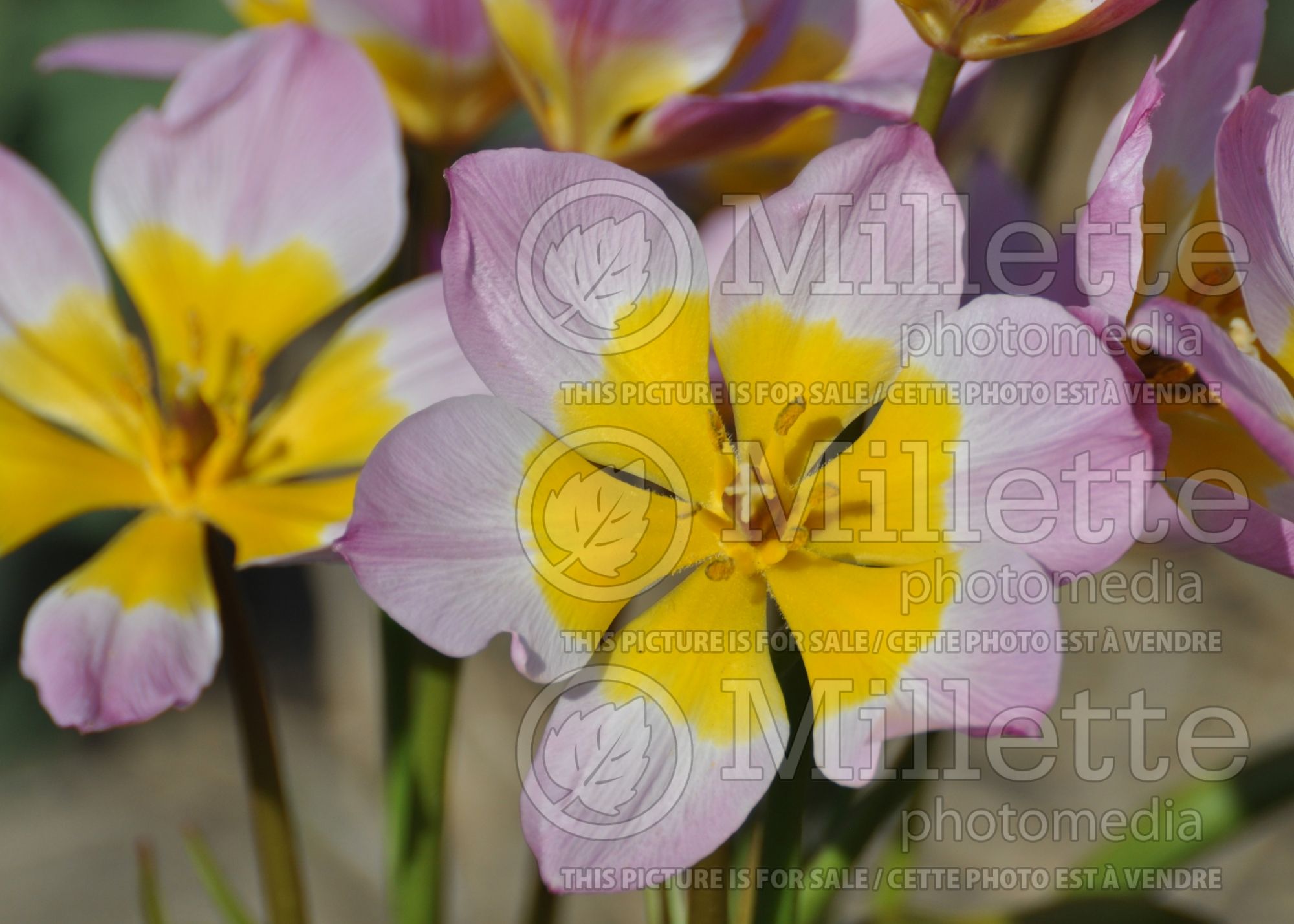 Tulipa Lilac Wonder (Greek and Turkish species Tulip) 2