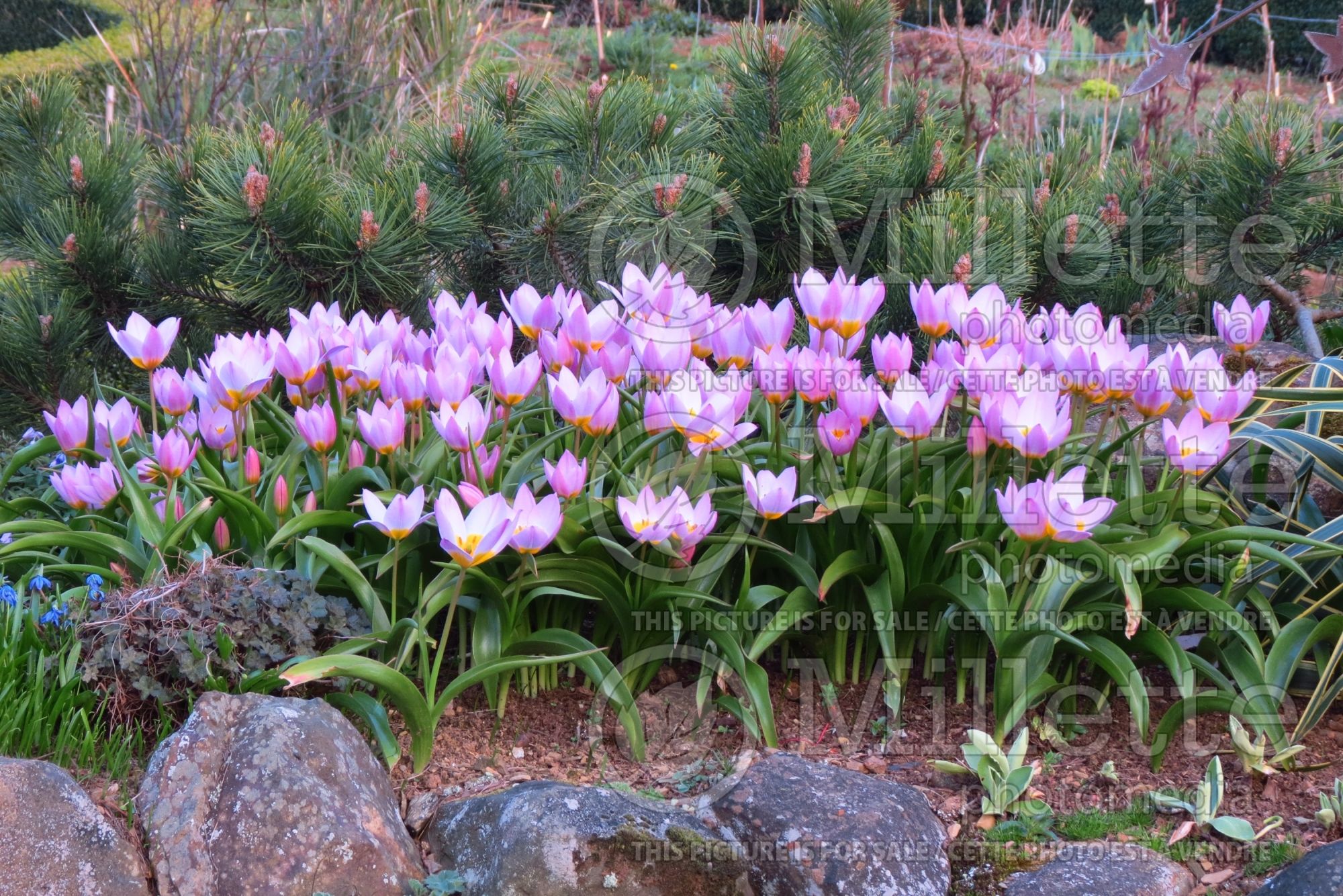 Tulipa Lilac Wonder (Greek and Turkish species Tulip) 4