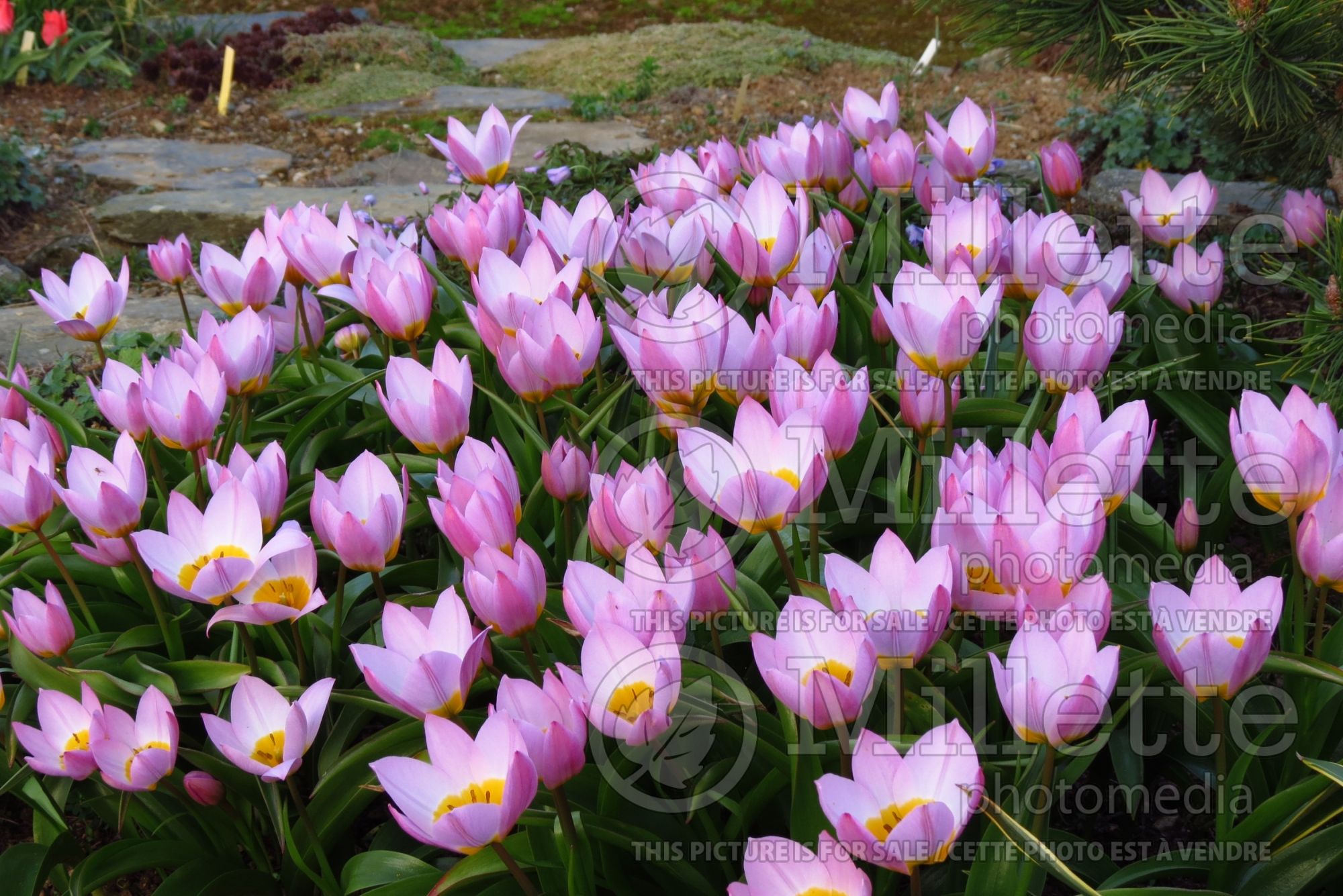 Tulipa Lilac Wonder (Greek and Turkish species Tulip) 5