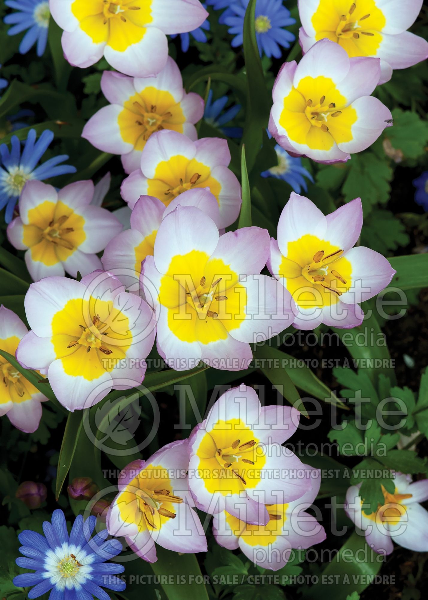Tulipa Lilac Wonder (Greek and Turkish species Tulip) 3