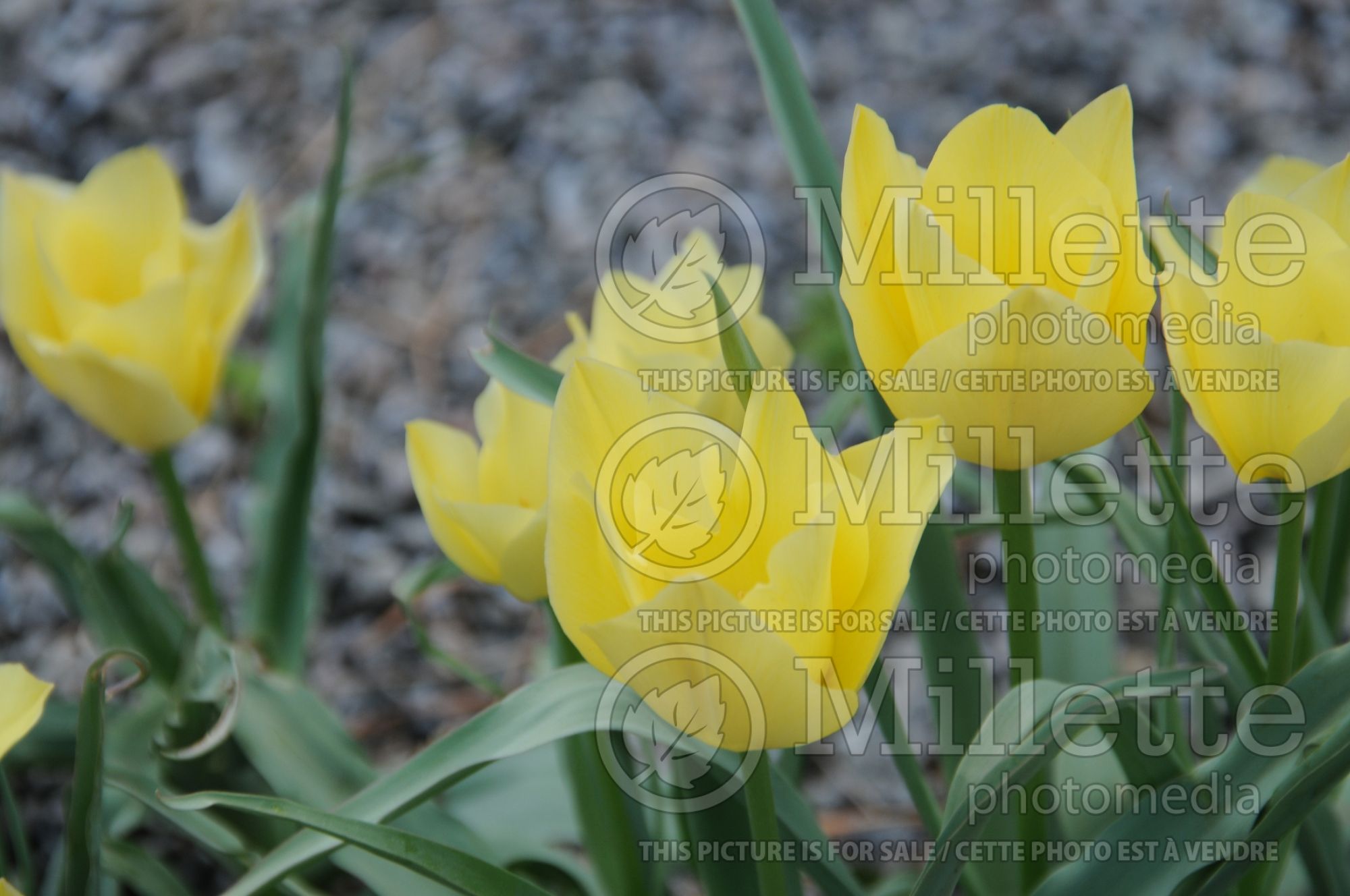 Tulipa Bright Gem (Species Tulip) 1