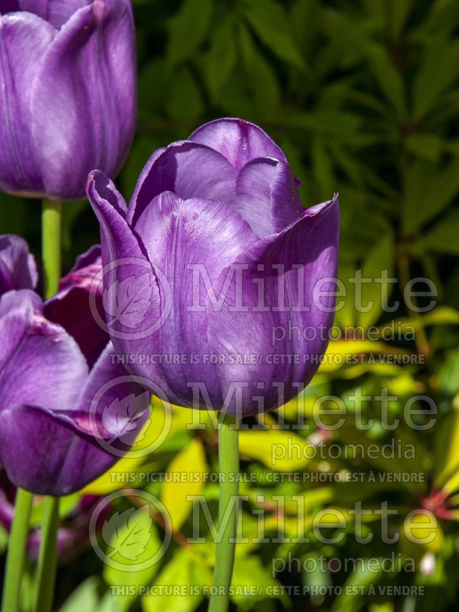 Tulipa Caravelle (TriumpTulip) 1