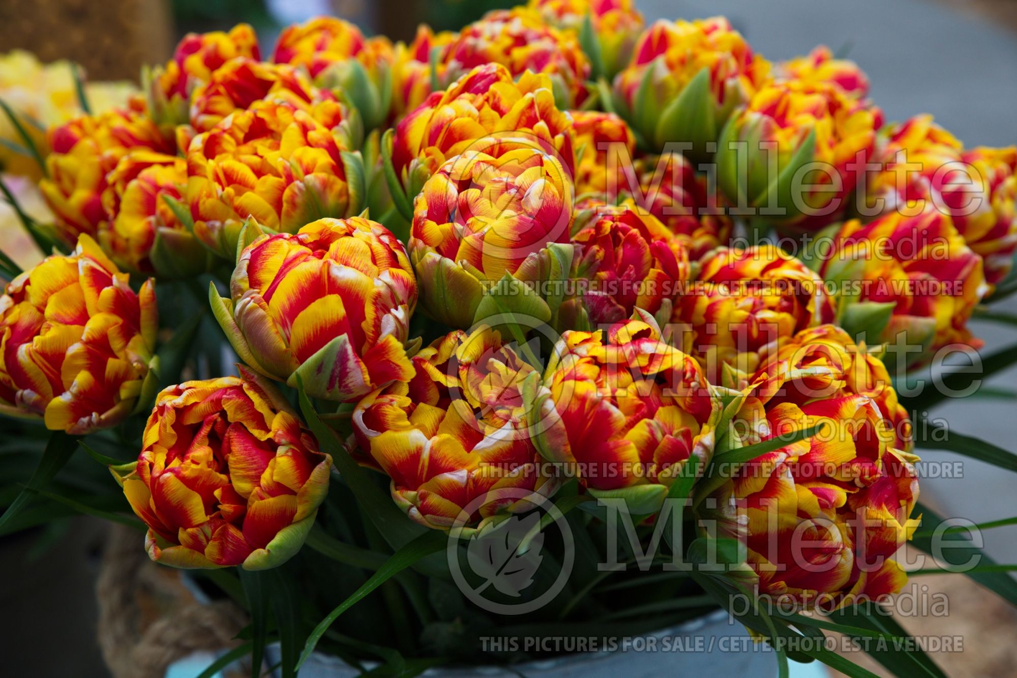 Tulipa Cilesta (Tulip bulb) 1