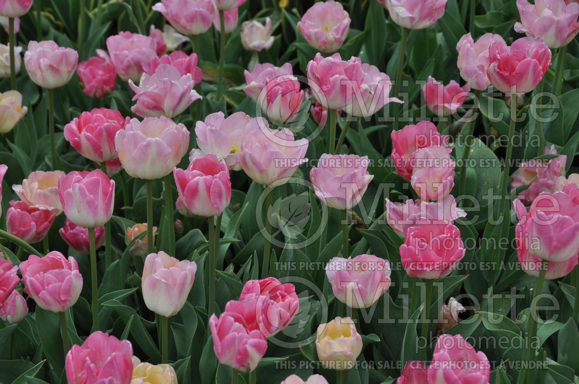 Tulipa Colorblends Pillow Talk (Tulip bulb) 1