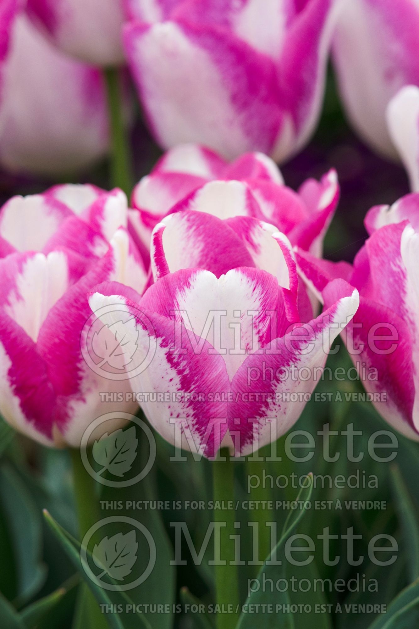 Tulipa Del Piero (TriumpTulip) 1