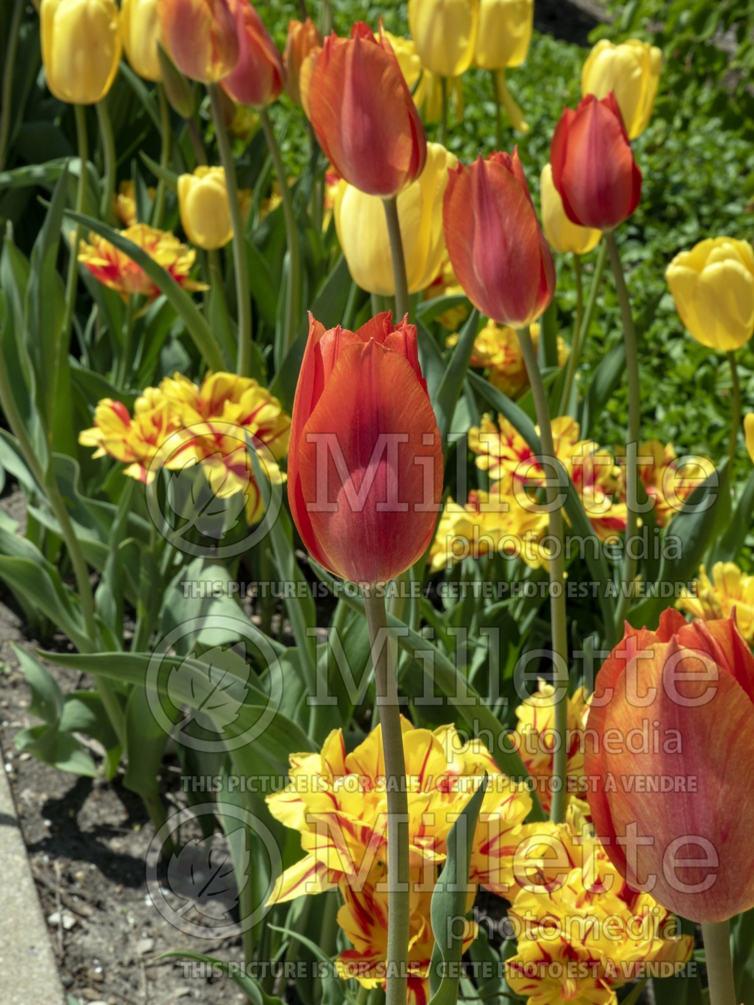 Tulipa El Nino (Tulip) 3