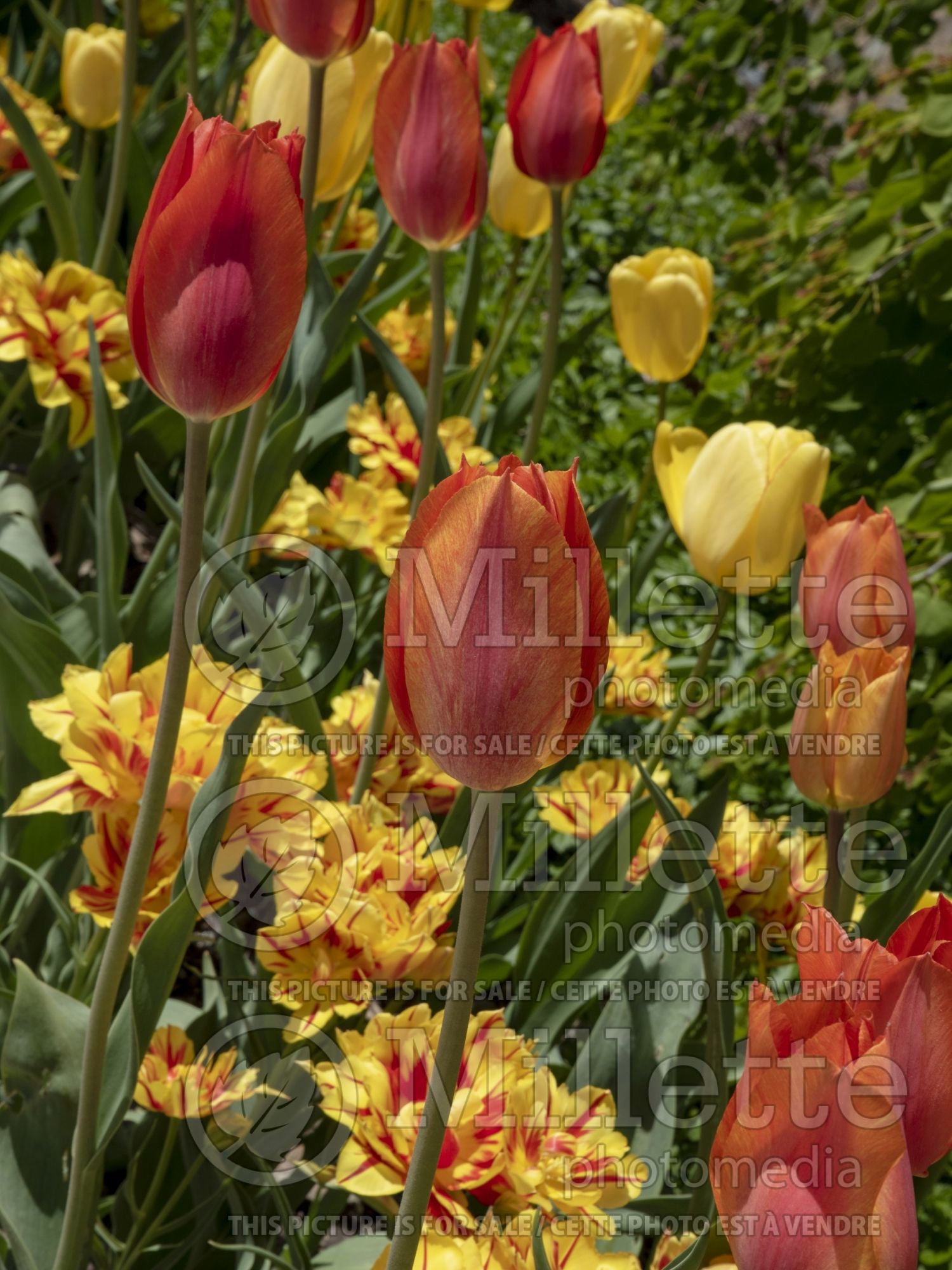 Tulipa El Nino (Tulip) 4