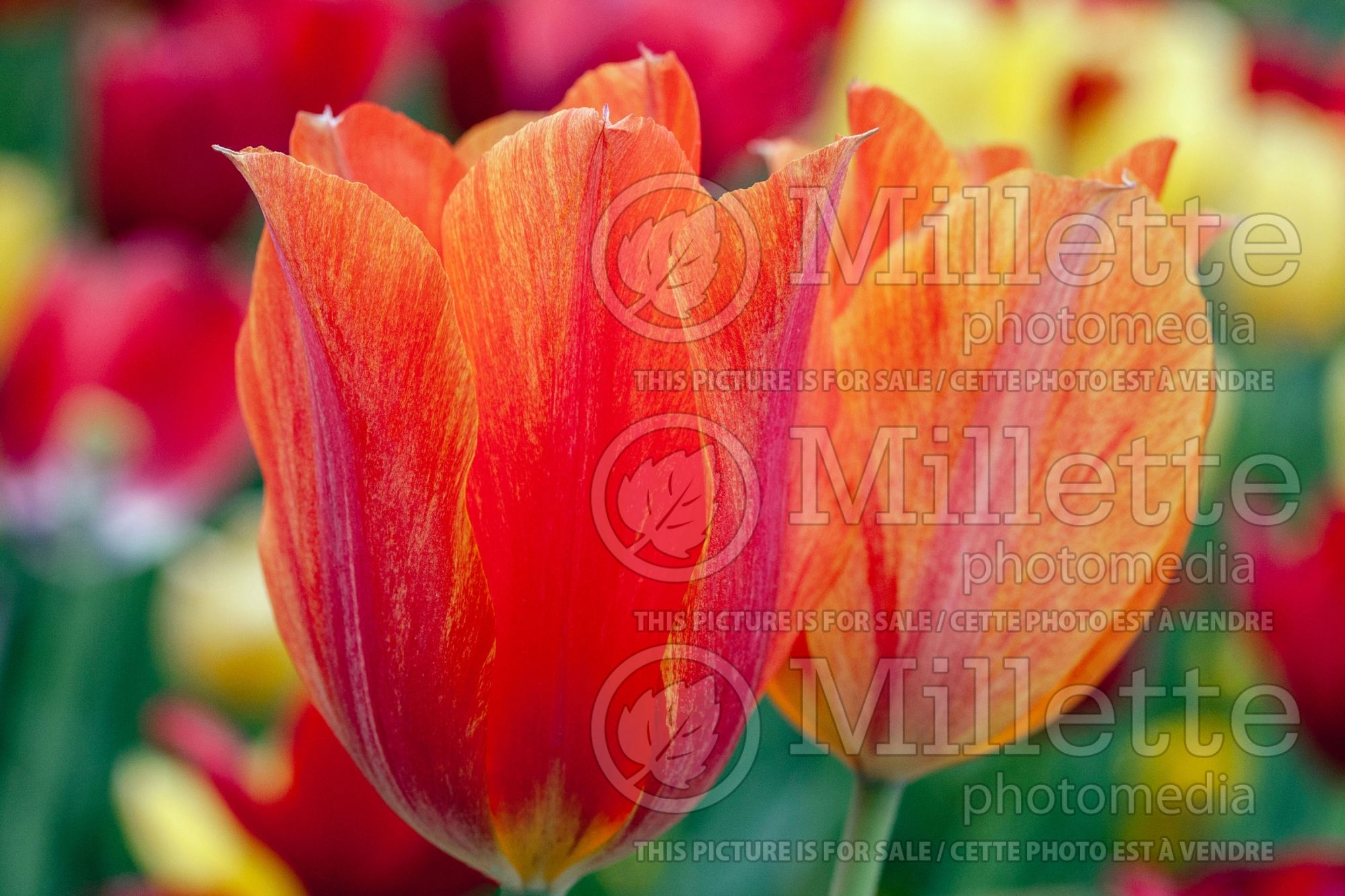 Tulipa El Nino (Tulip) 2