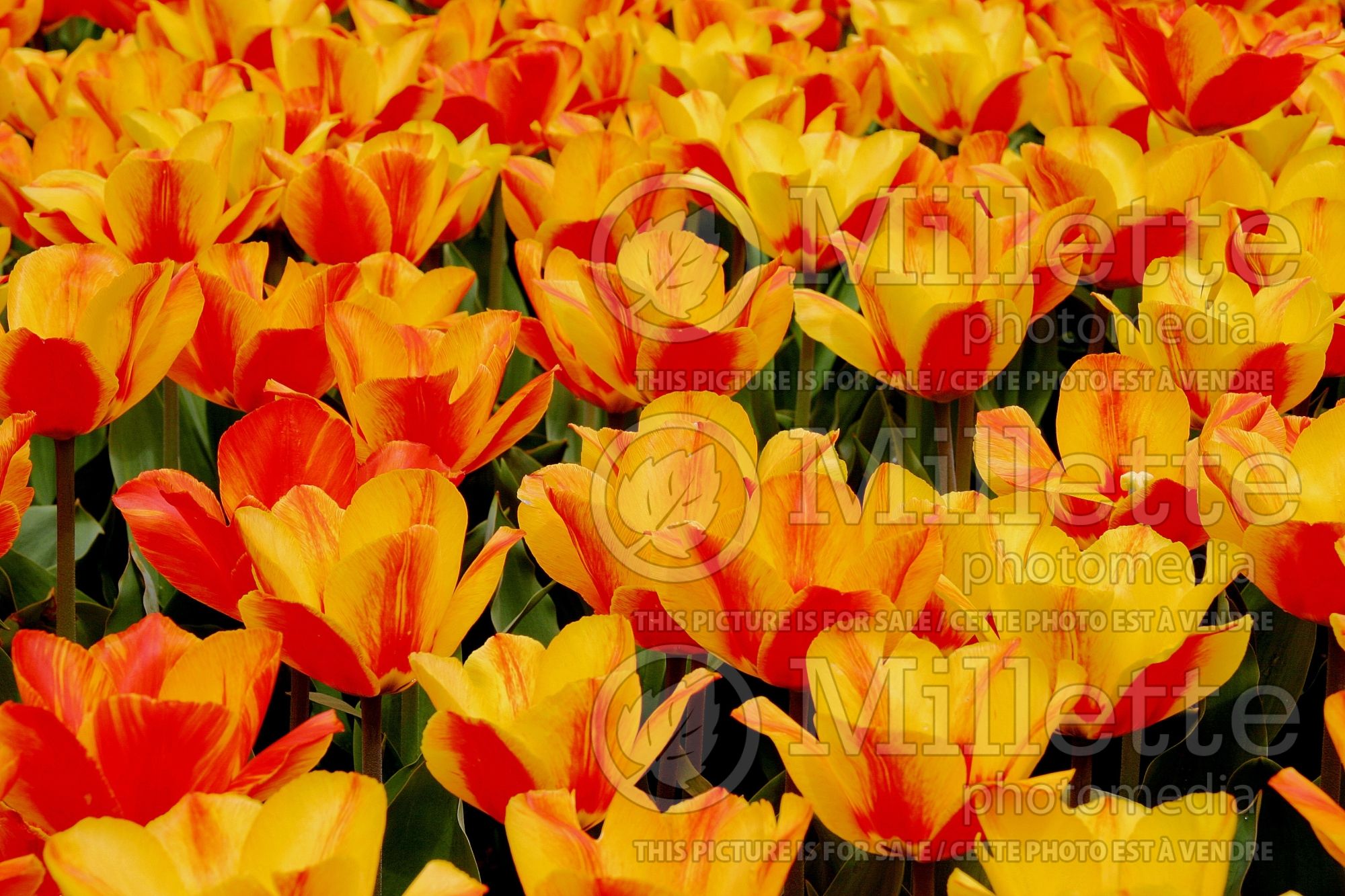 Tulipa Flair (Single Early Tulip) 1