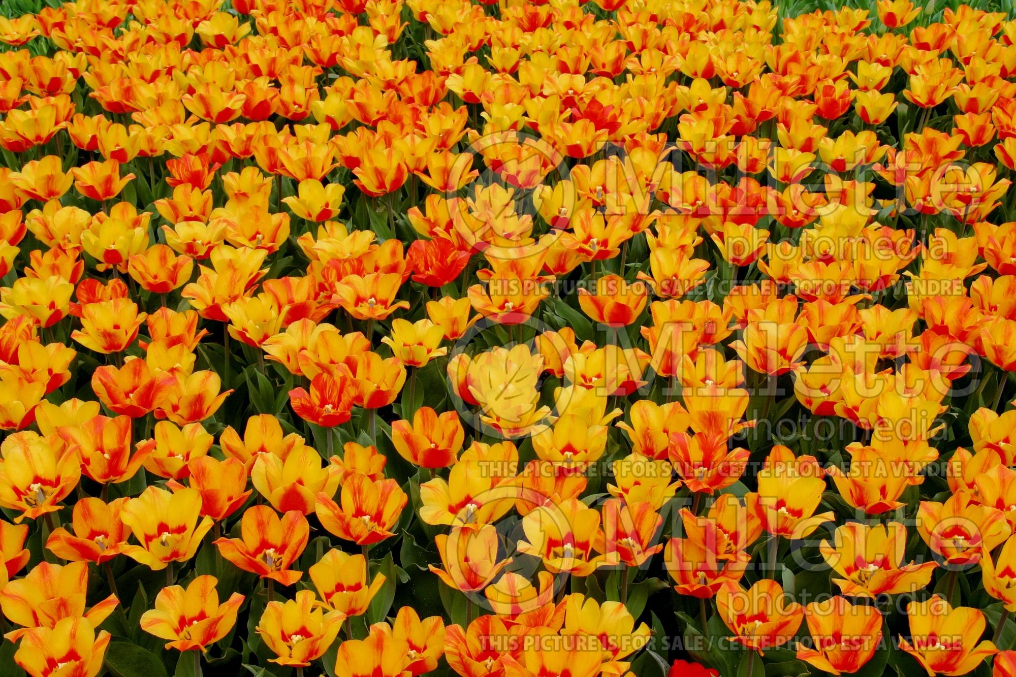 Tulipa Flair (Single Early Tulip) 2