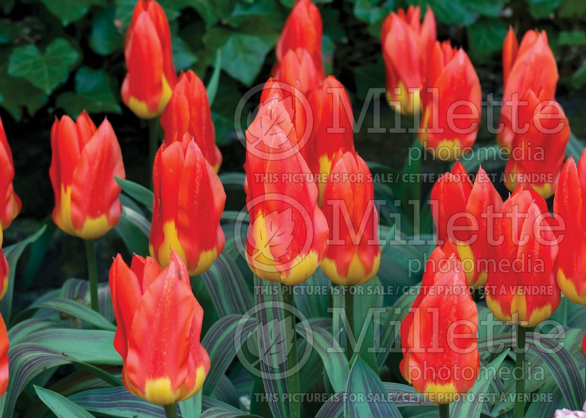 Tulipa Juan (Tulip bulb) 2