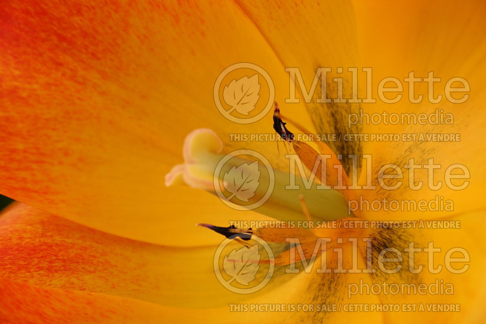 Tulipa Generaal De Wet (Single Early Tulip) 3