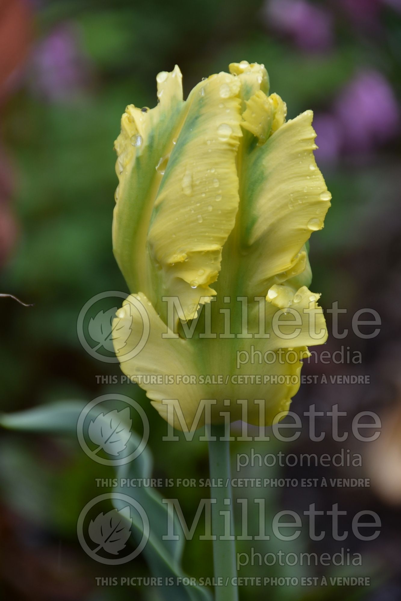 Tulipa Green Jay (Tulip) 1