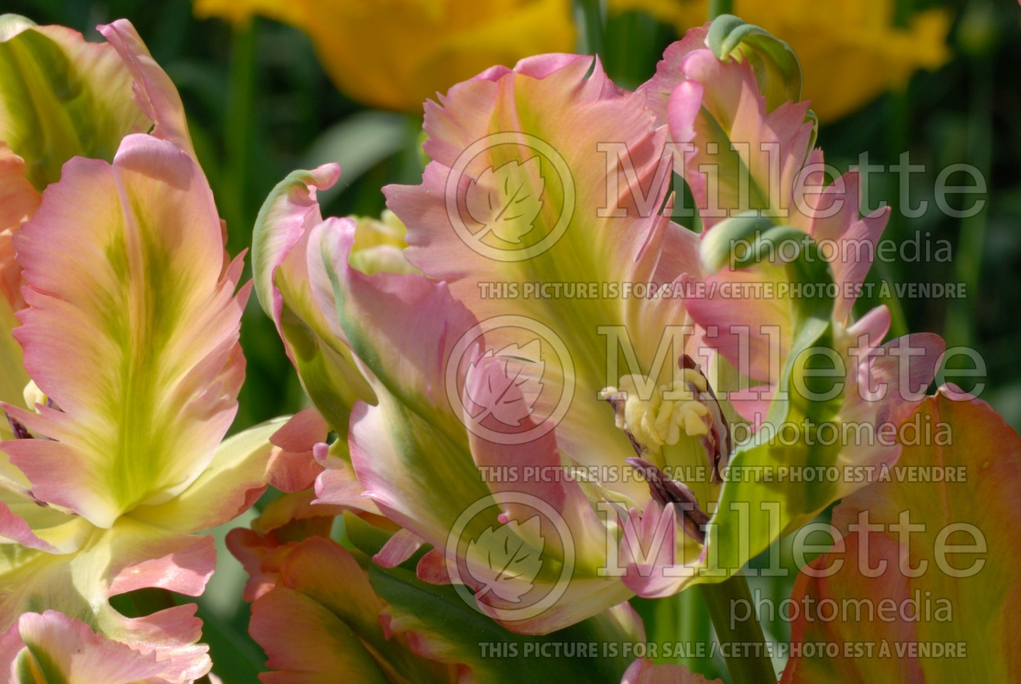Tulipa Green Wave (Parrot Tulip) 1