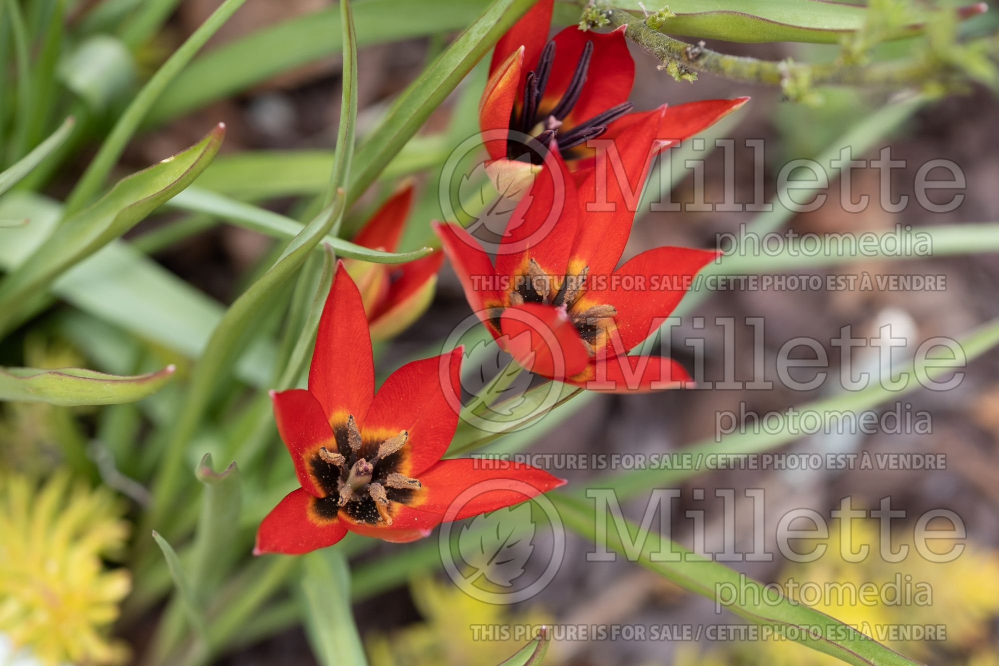 Tulipa Lizzy (Tulip bulb) 1
