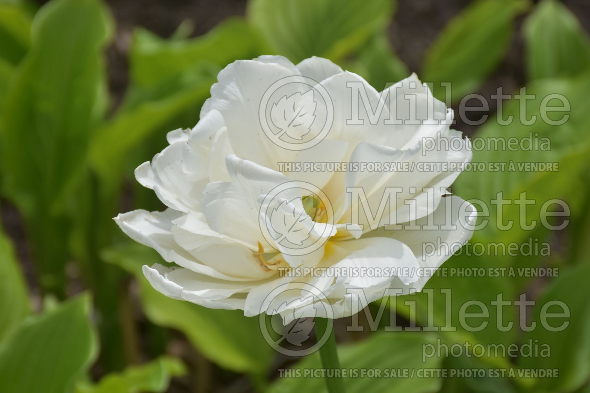 Tulipa Mondial (Tulip bulb) 1
