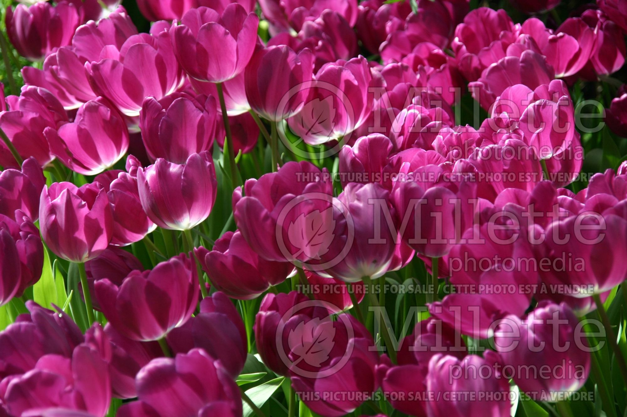 Tulipa Negrita (Triumph Tulip) 4