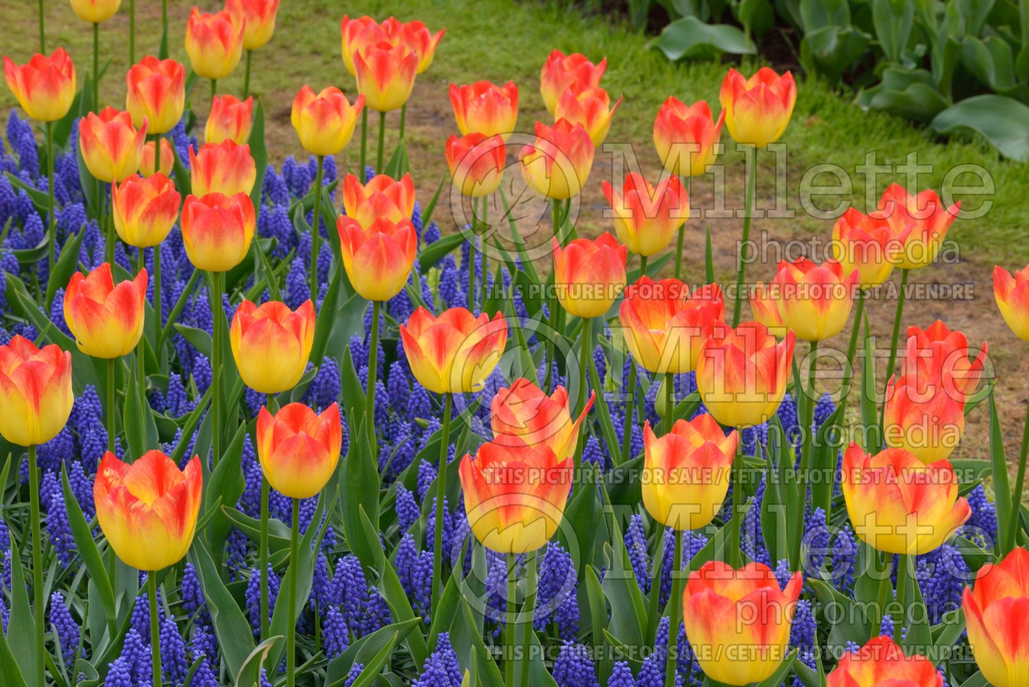 Tulipa Suncatcher (TriumpTulip) 1
