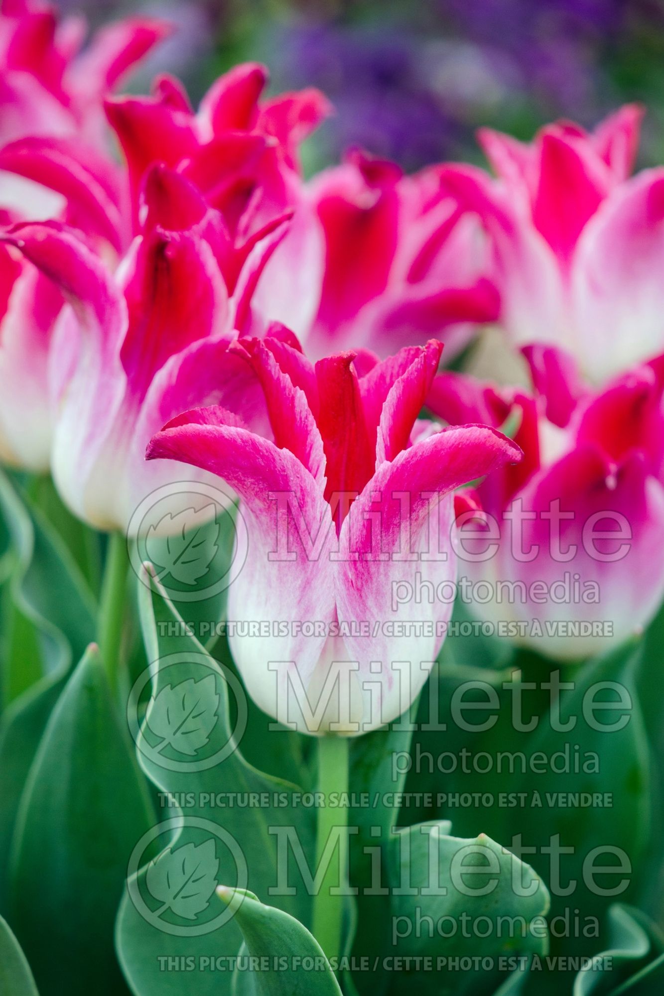 Tulipa Tender Whisper (Triump Tulip) 1