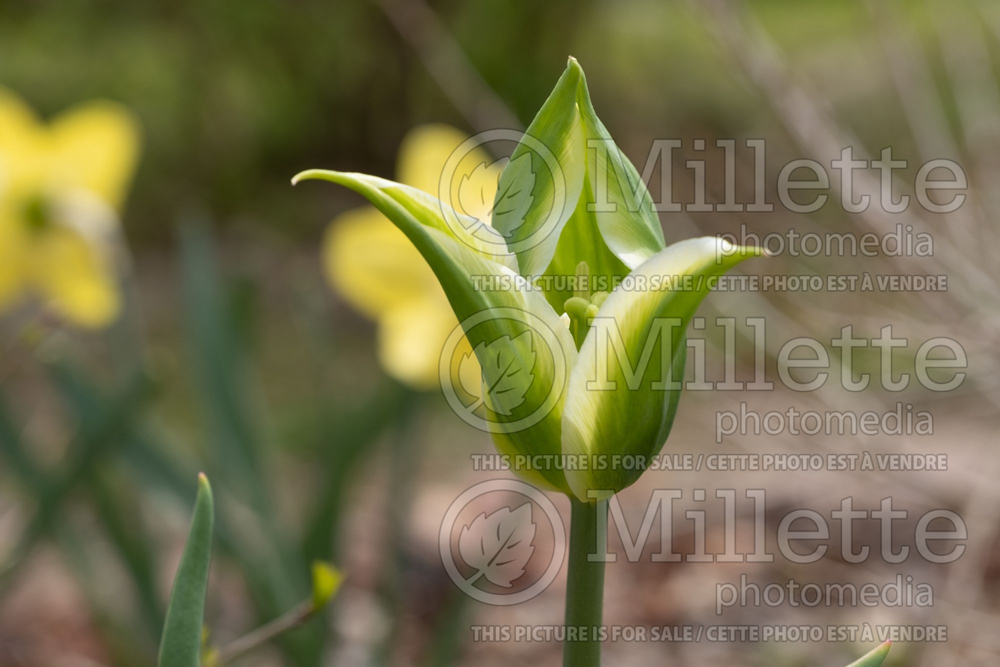Tulipa Green Star (Tulip) 1