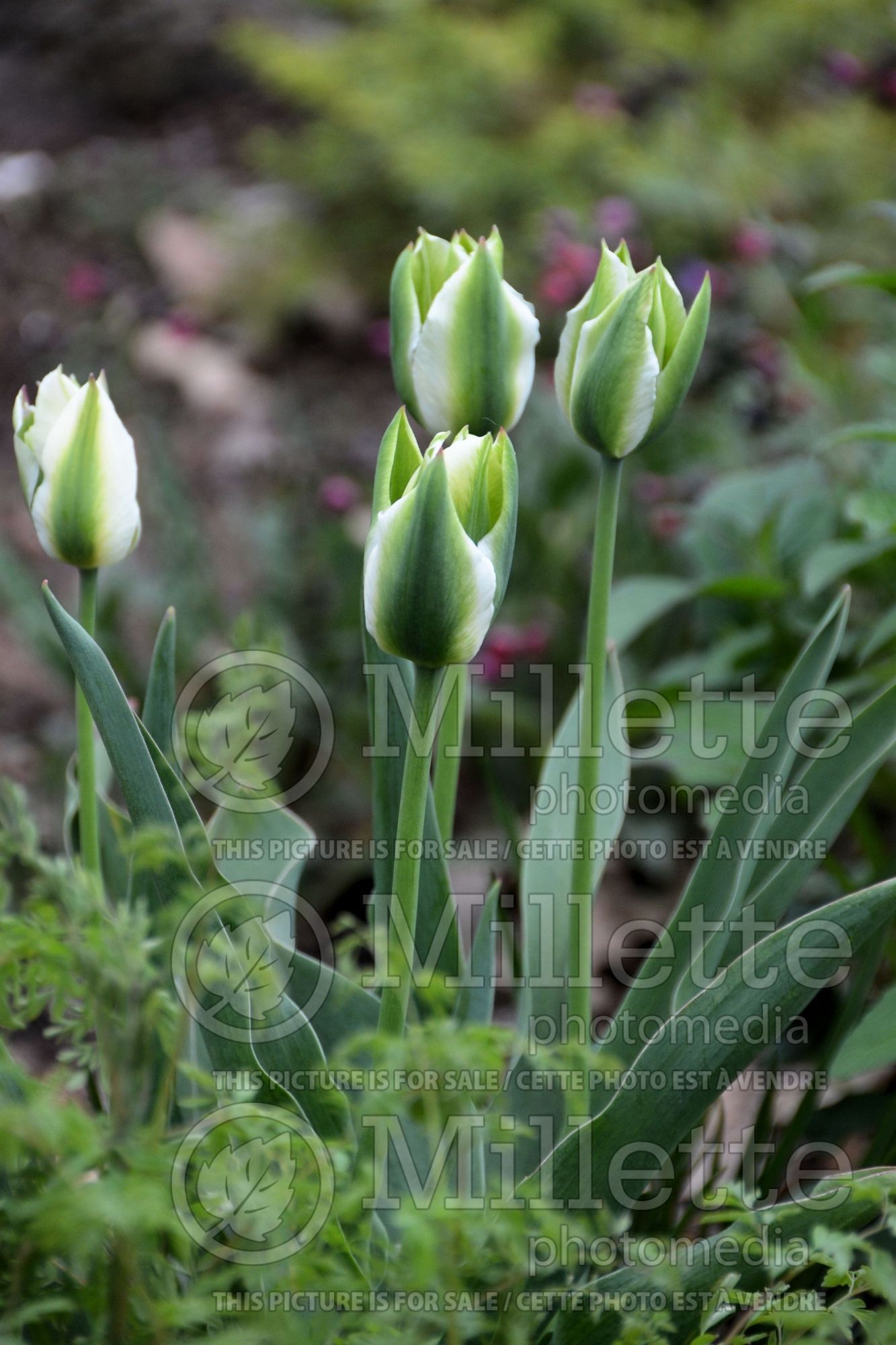 Tulipa Spring Green (viridiflora Tulip) 5