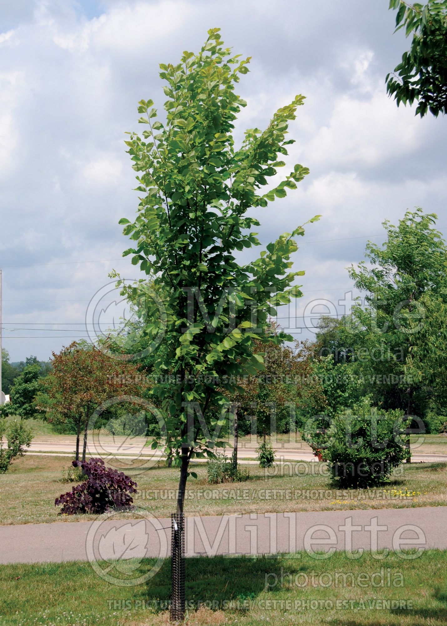 Ulmus New Harmony (American Elm) 1