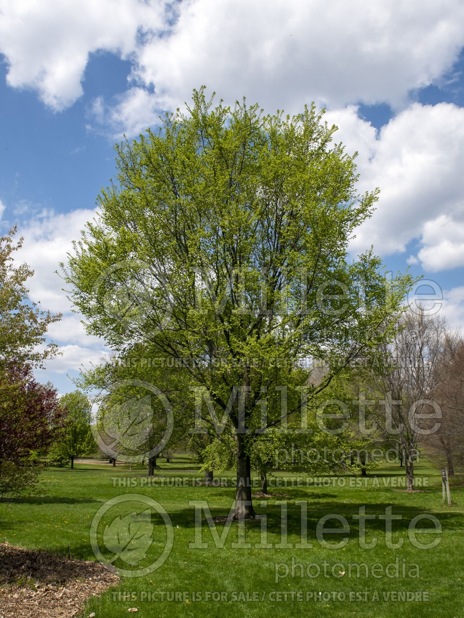 Ulmus Morton Glossy aka Triumph (Elm) 3