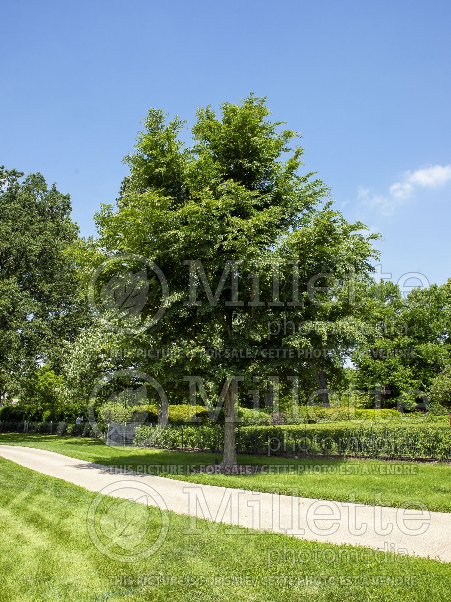 Ulmus Accolade aka Morton (Elm) 4