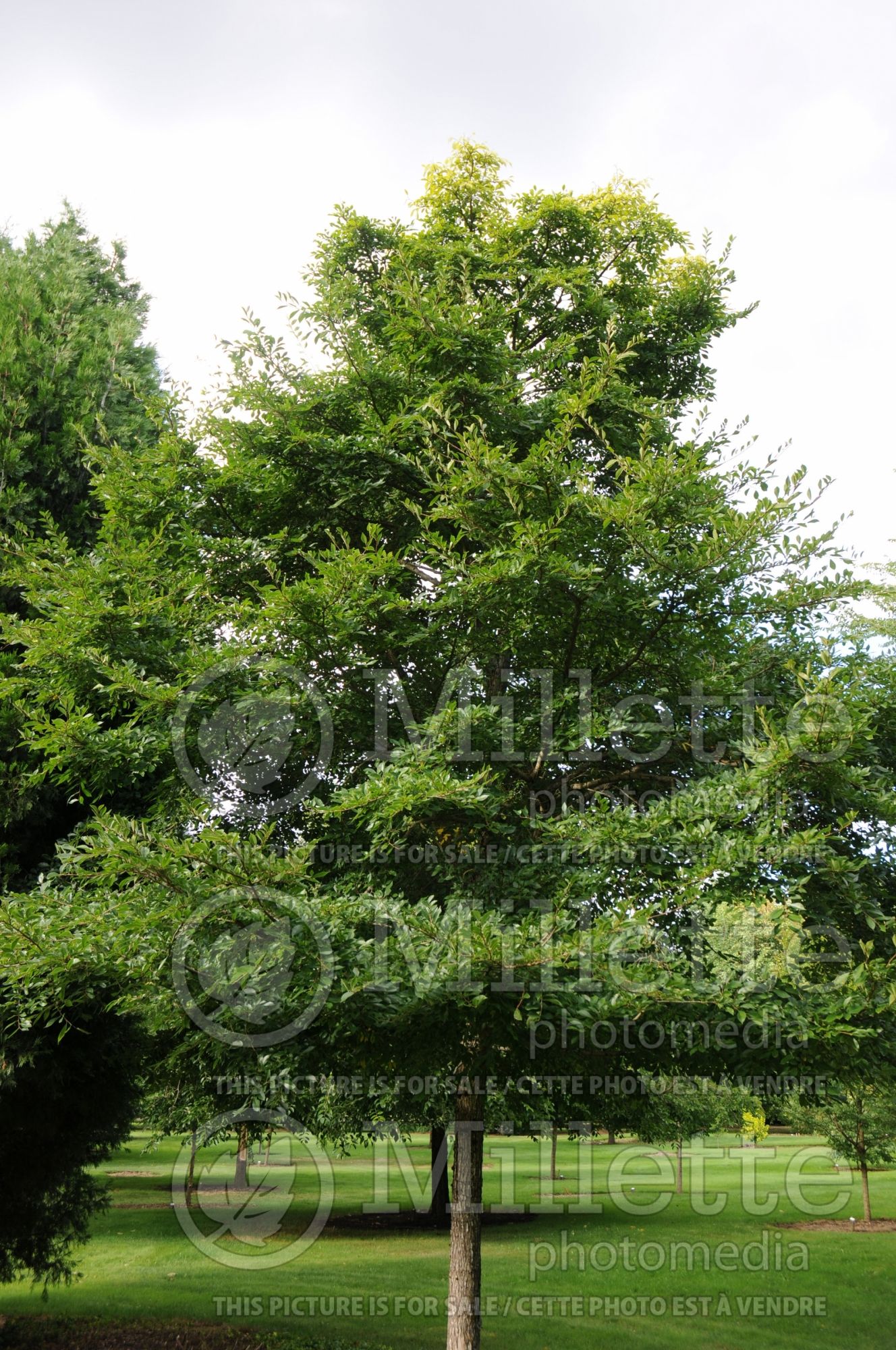 Ulmus Accolade aka Morton (Elm) 3