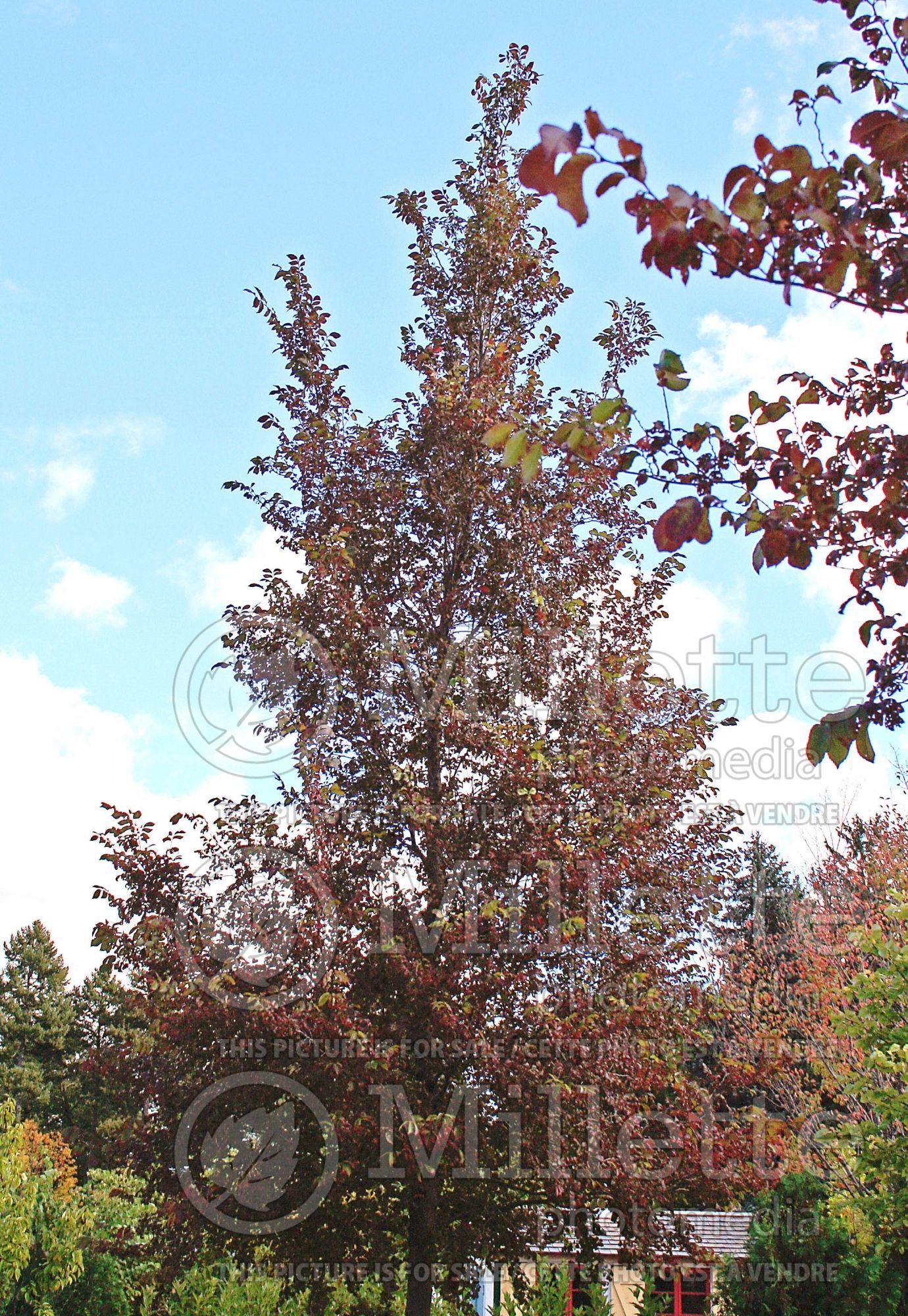 Ulmus Frontier (Elm) 3