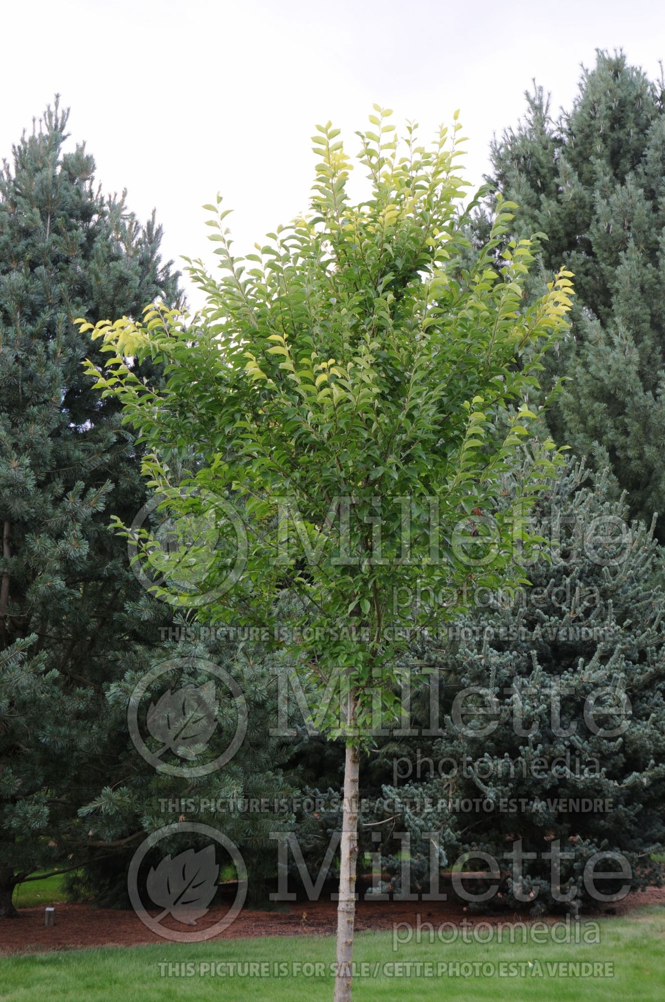 Ulmus New Horizon (Elm) 1