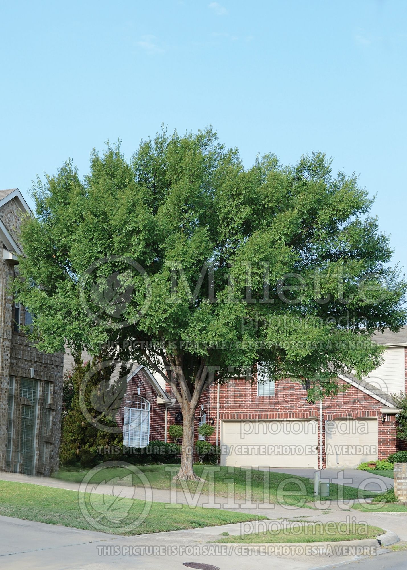 Ulmus Allee ou Emer II (Speckled Lacebark Elm) 3