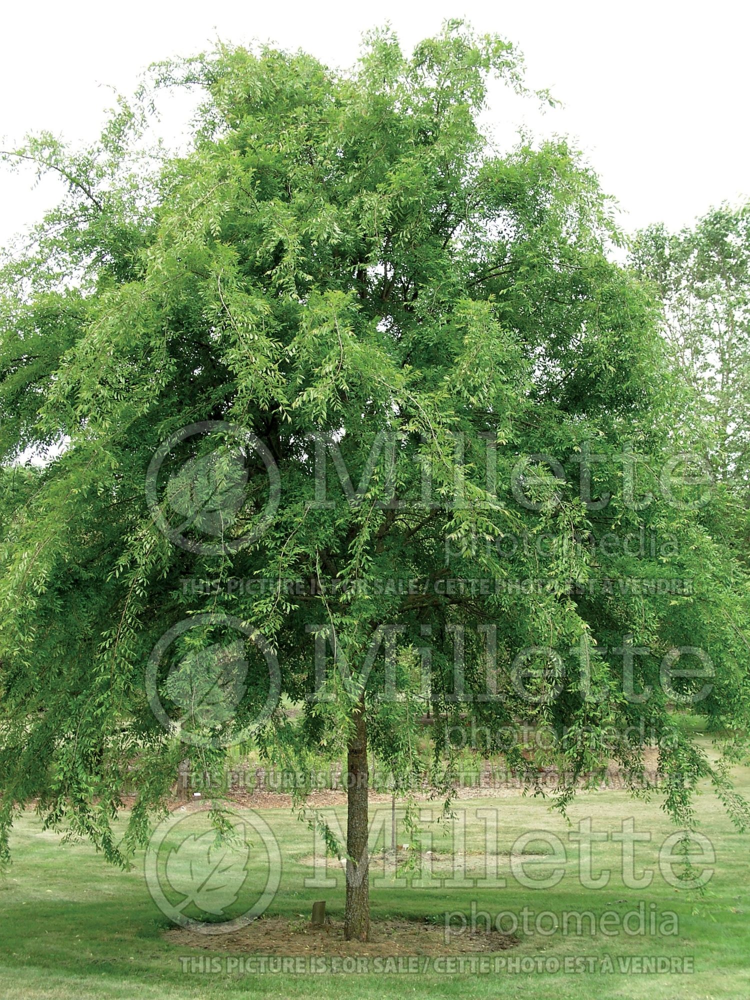 Ulmus Allee aka Emer II (Chinese elm) 2