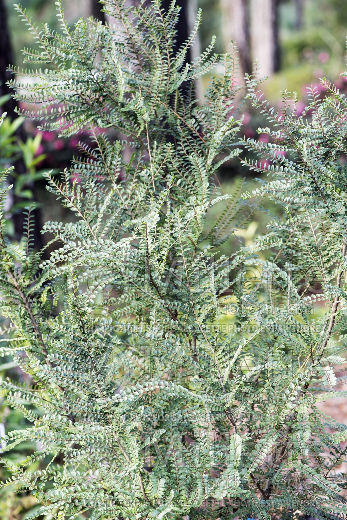 Ulmus Seiju (Elm) 1