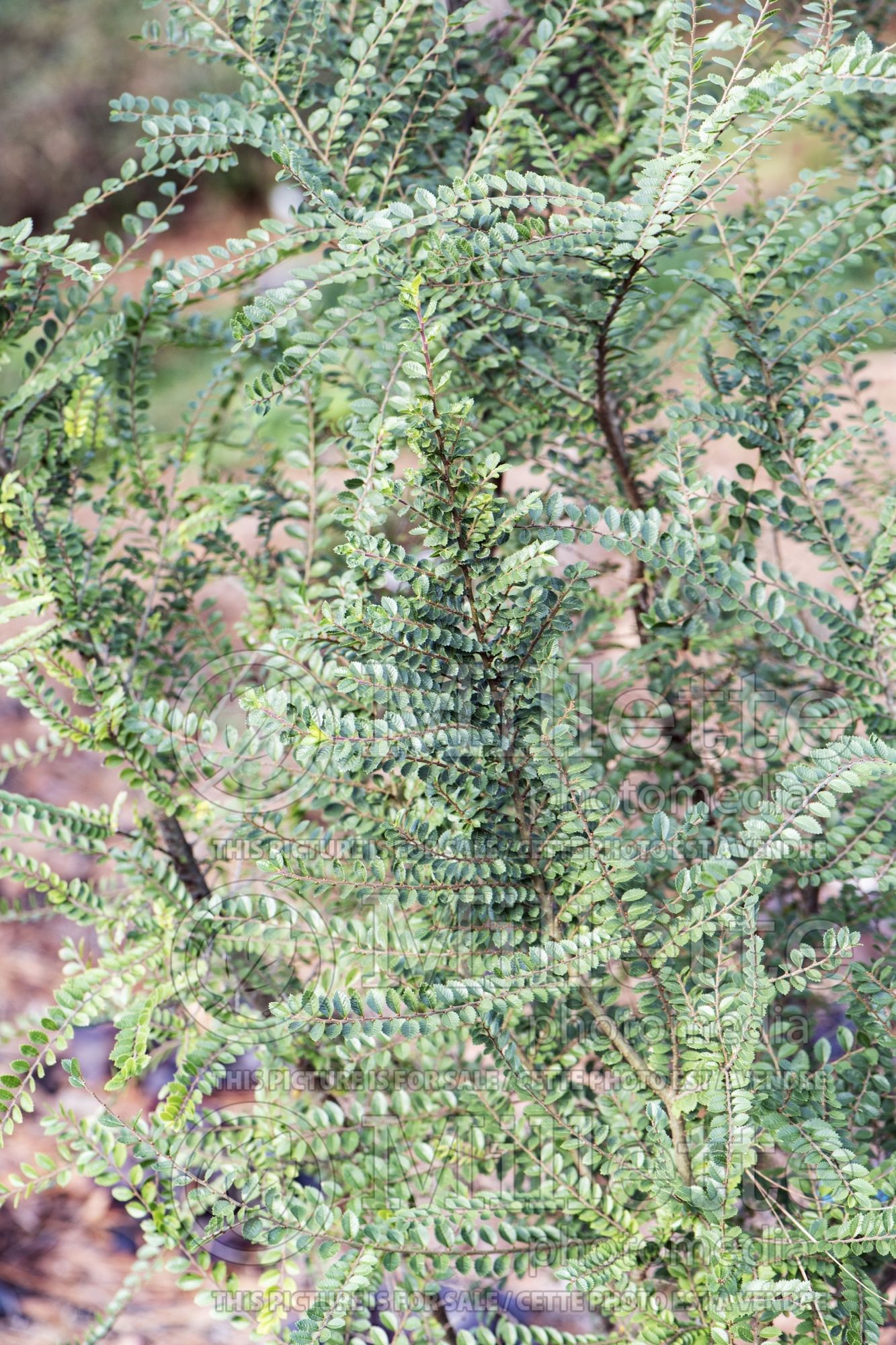 Ulmus Seiju (Elm) 2