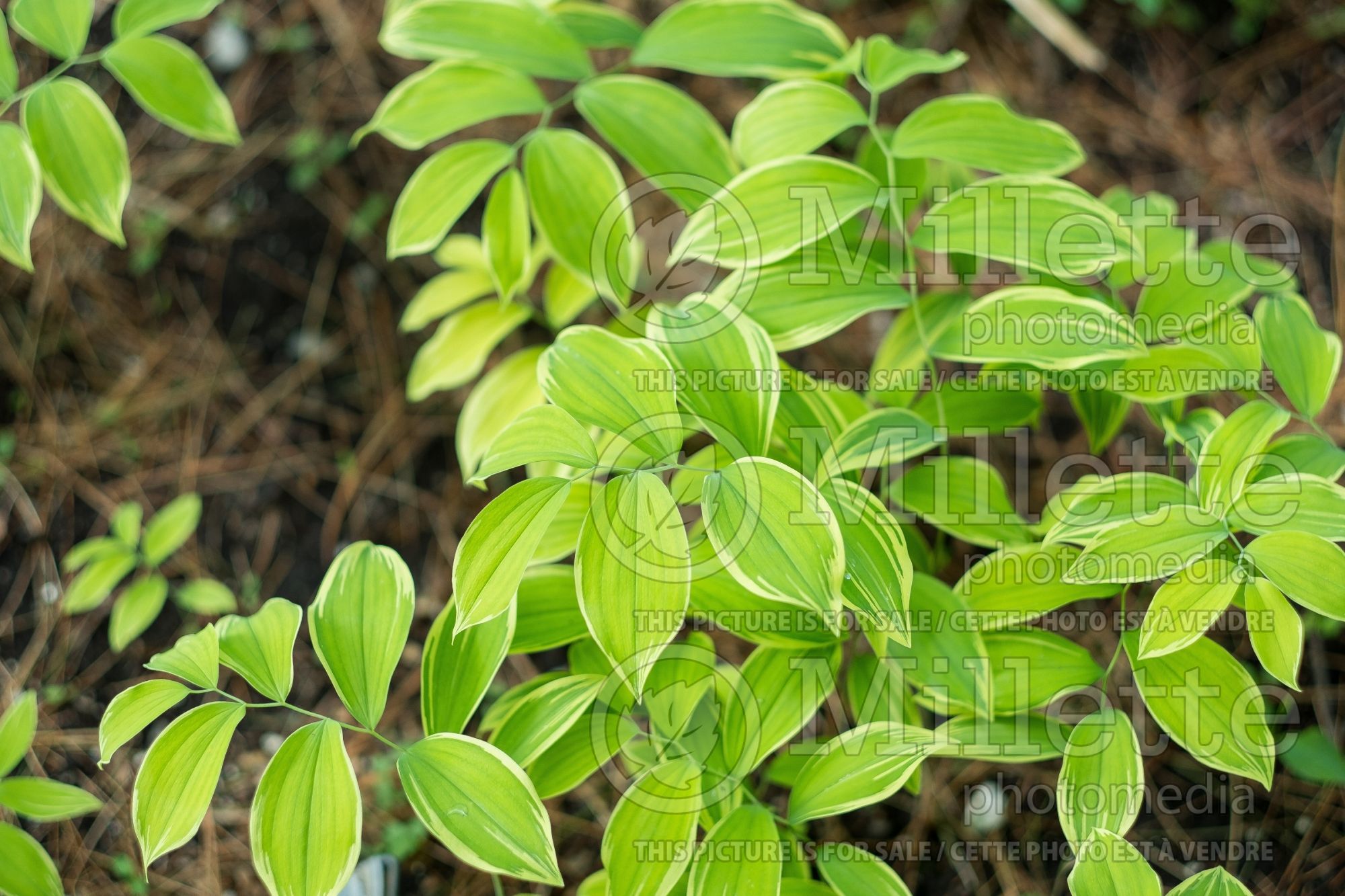 Uvularia Cobblewood Gold (Bellwort) 1