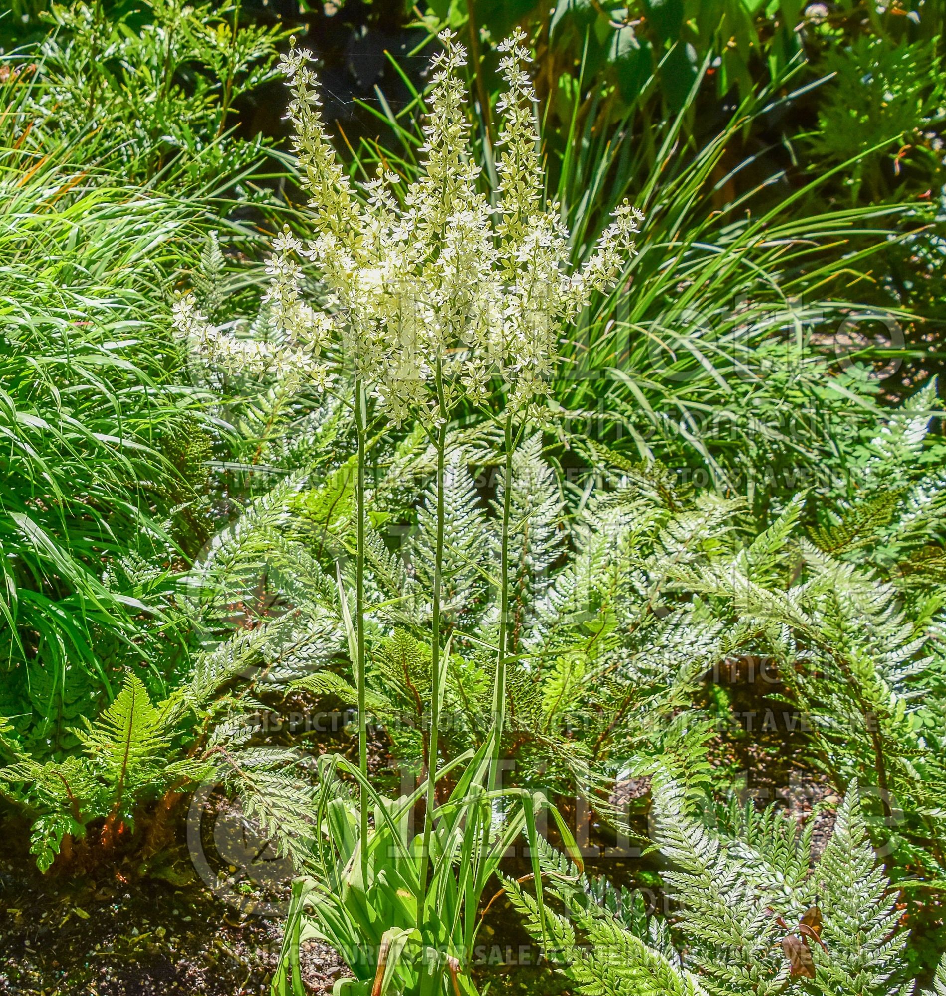 Veratrum virginicum (Virginia Bunchflower) 1
