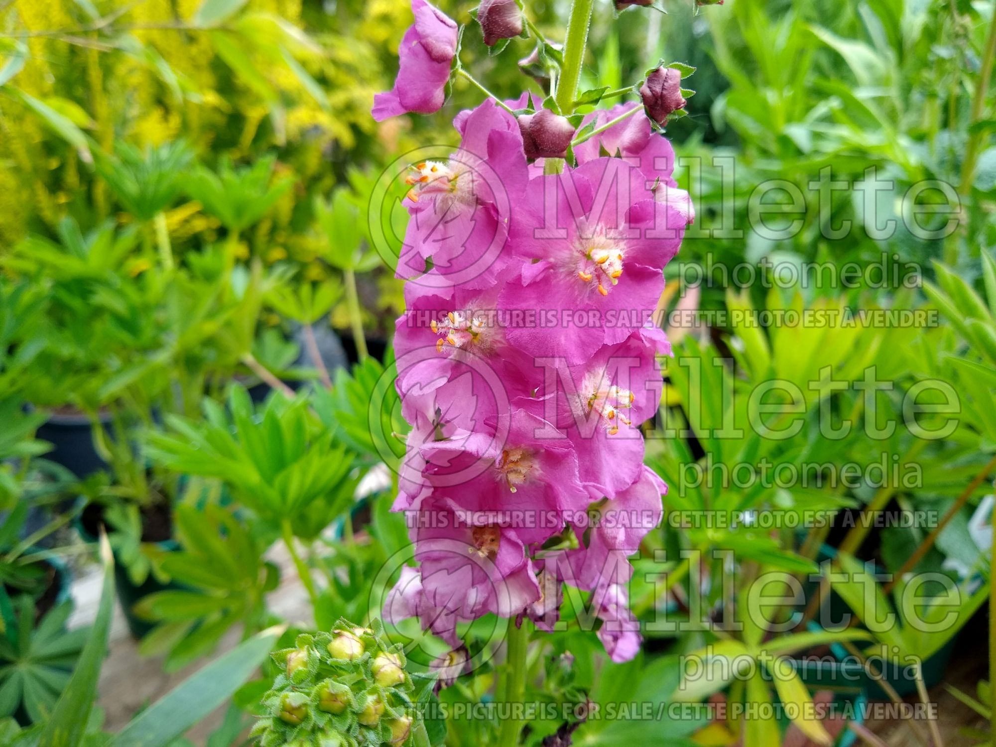 Verbascum Rosetta (Mullein) 1