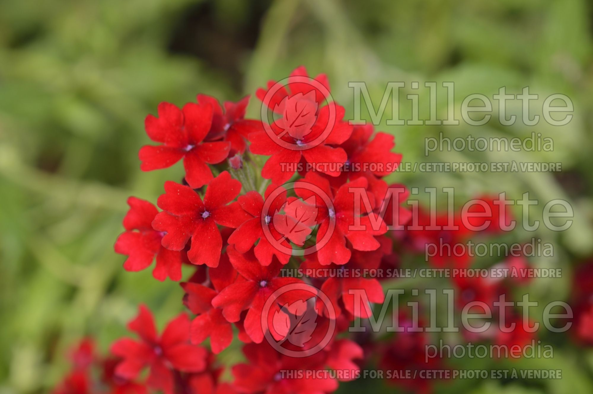 Verbena Aztec Dark Red (Verbena) 1