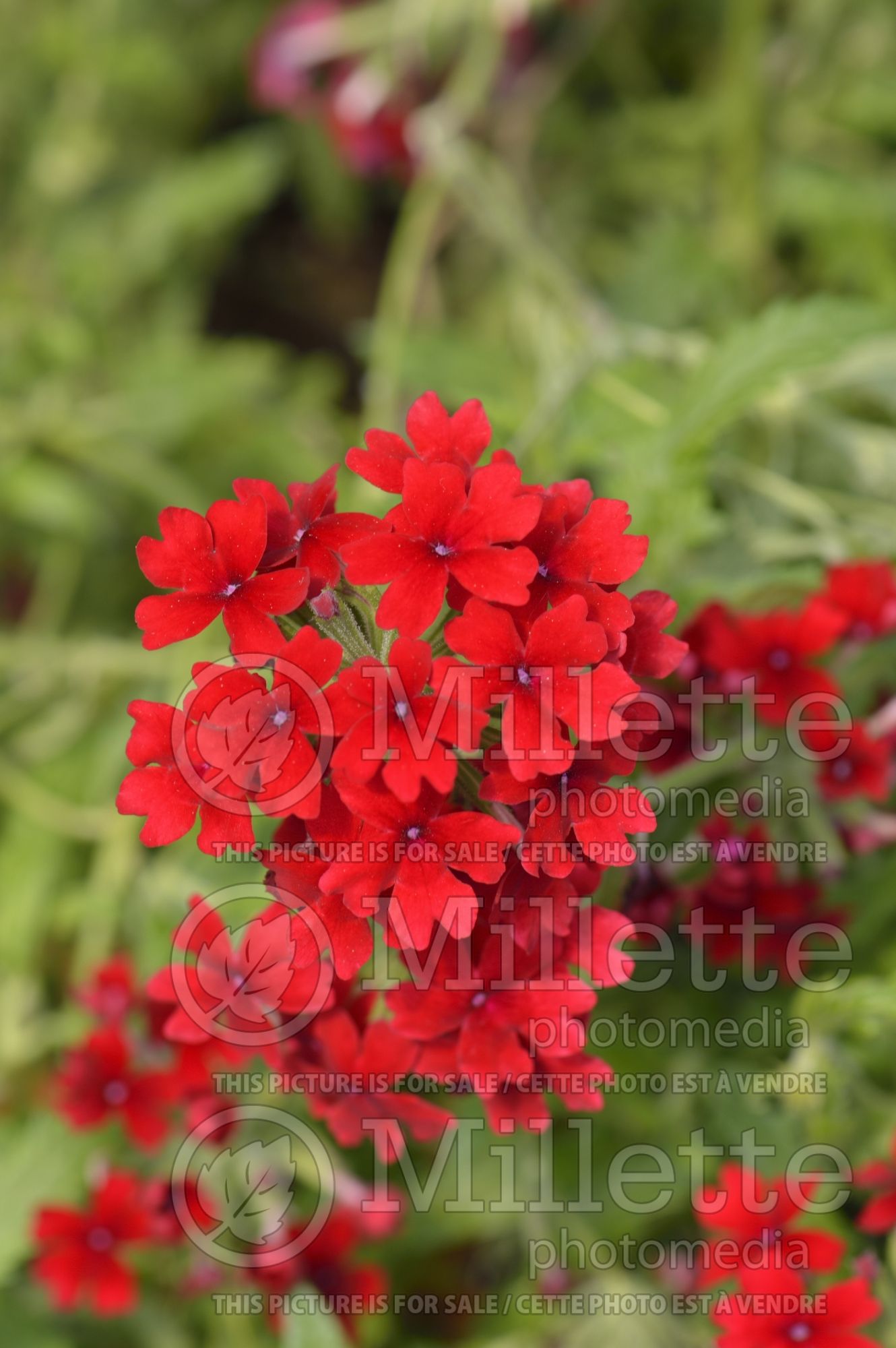 Verbena Aztec Dark Red (Verbena) 2