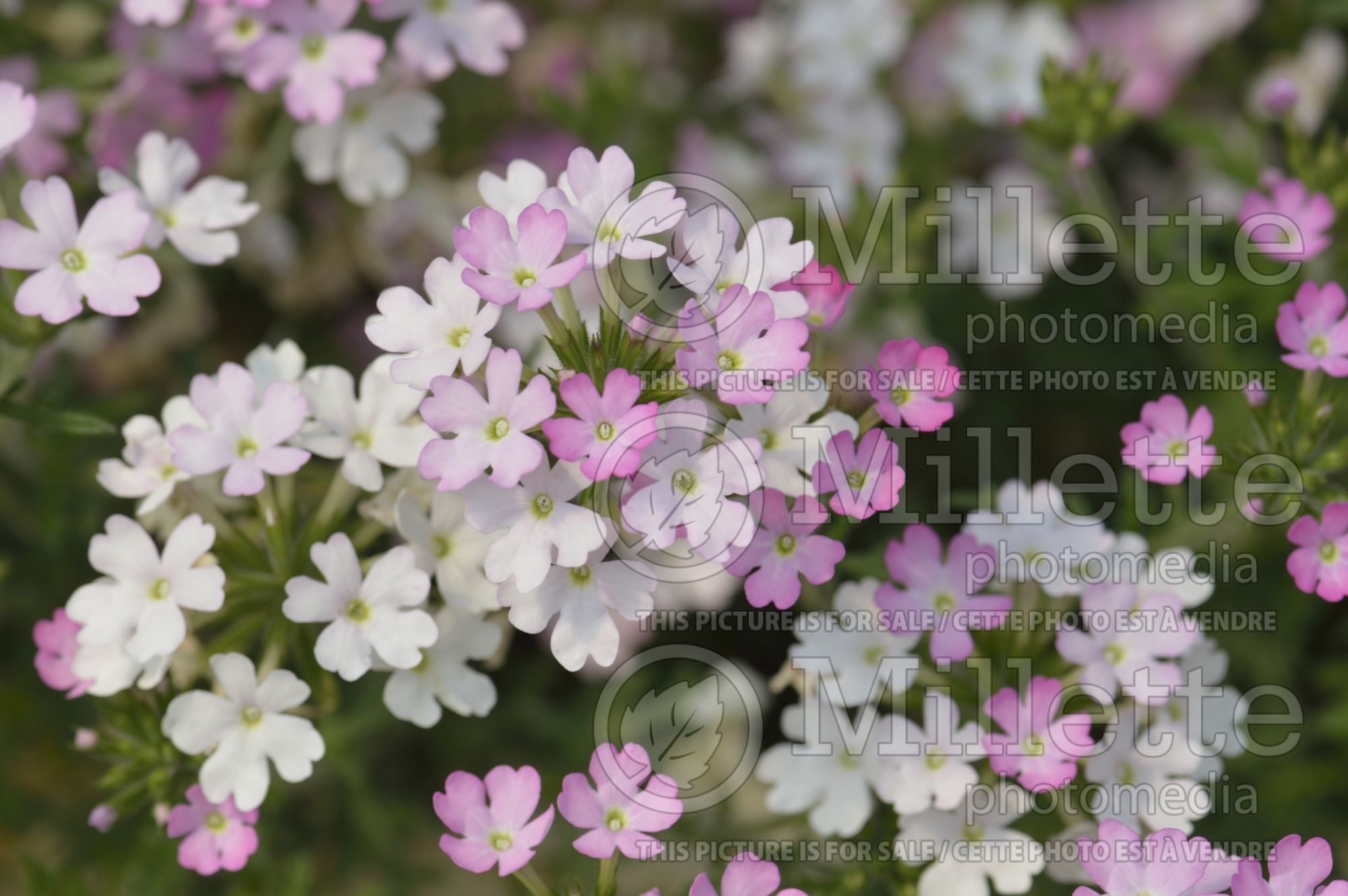 Verbena Aztec Magic Pink (Verbena) 1