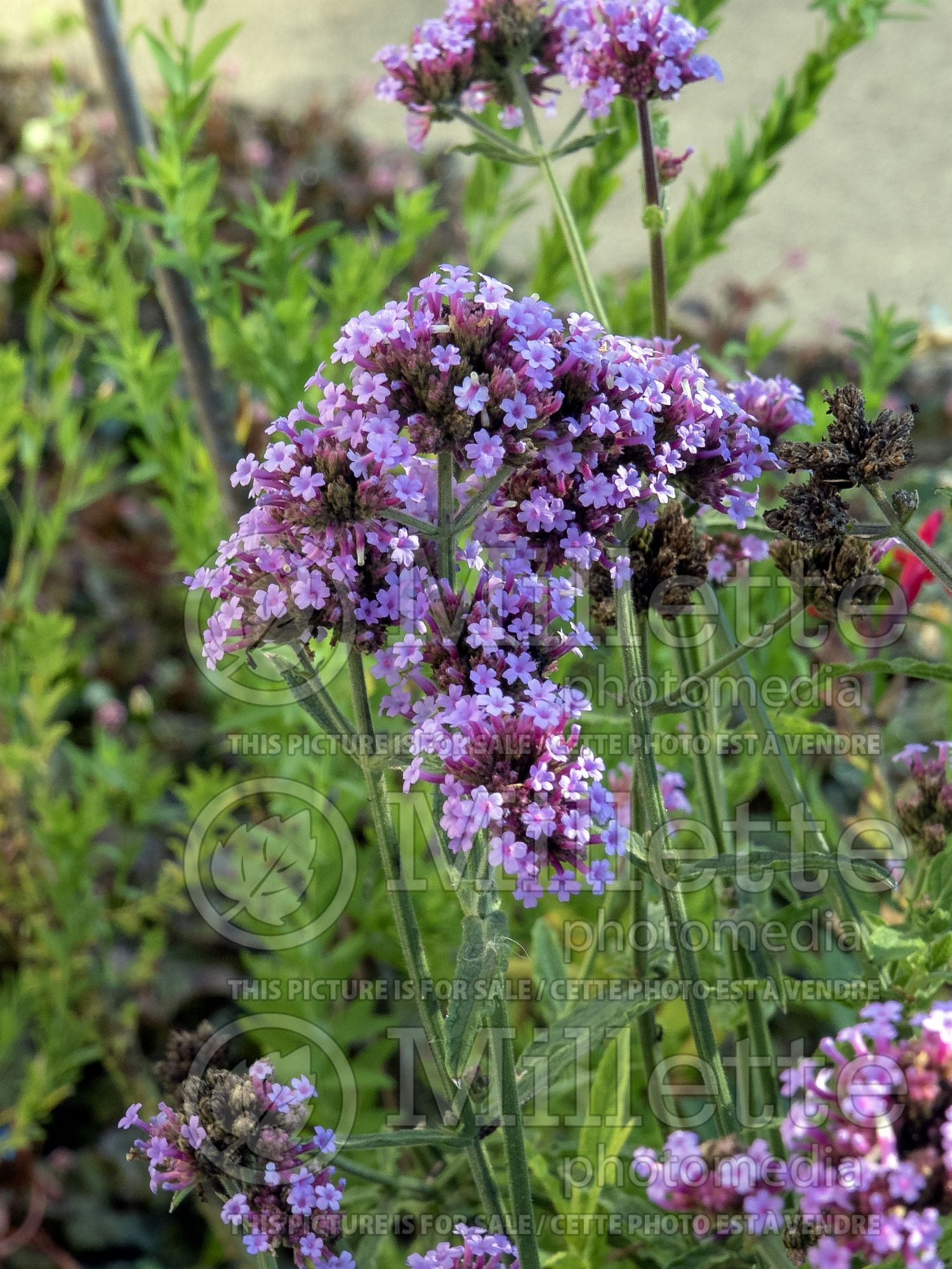 Verbena Meteor Shower (Verbena) 2