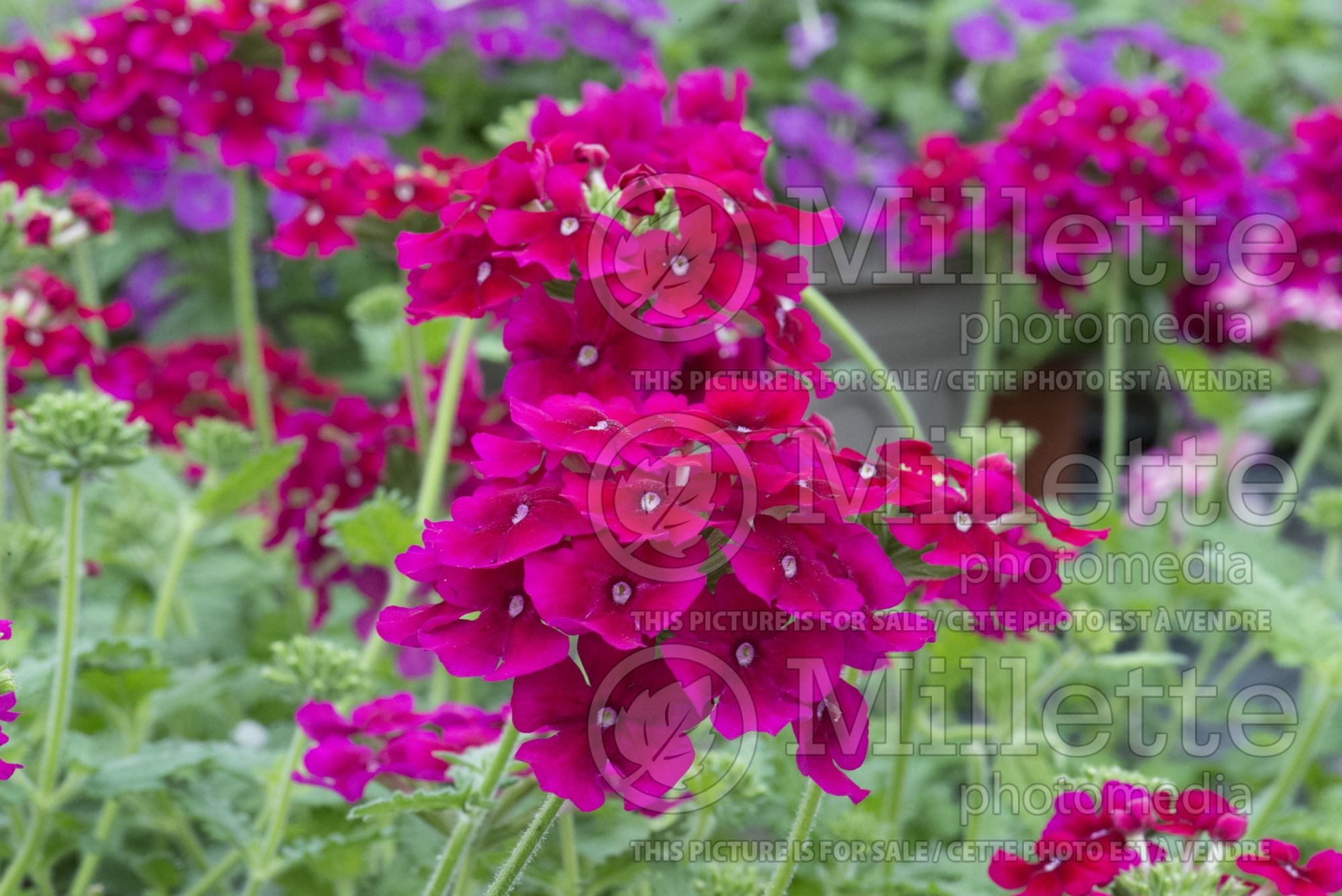 Verbena Empress Flair Cherry (Vervain) 1