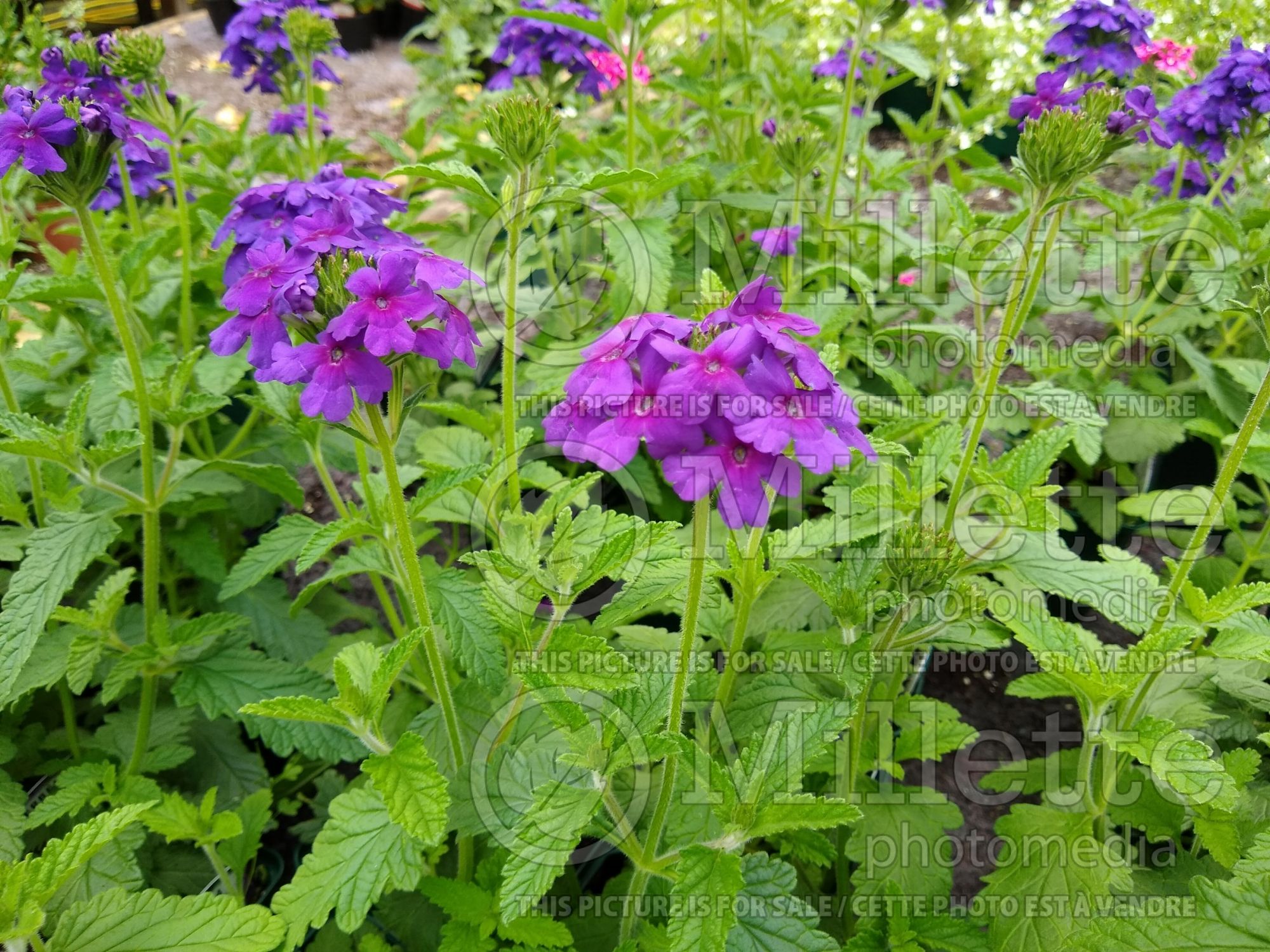 Verbena Endurascape Dark Purple (vervain) 1