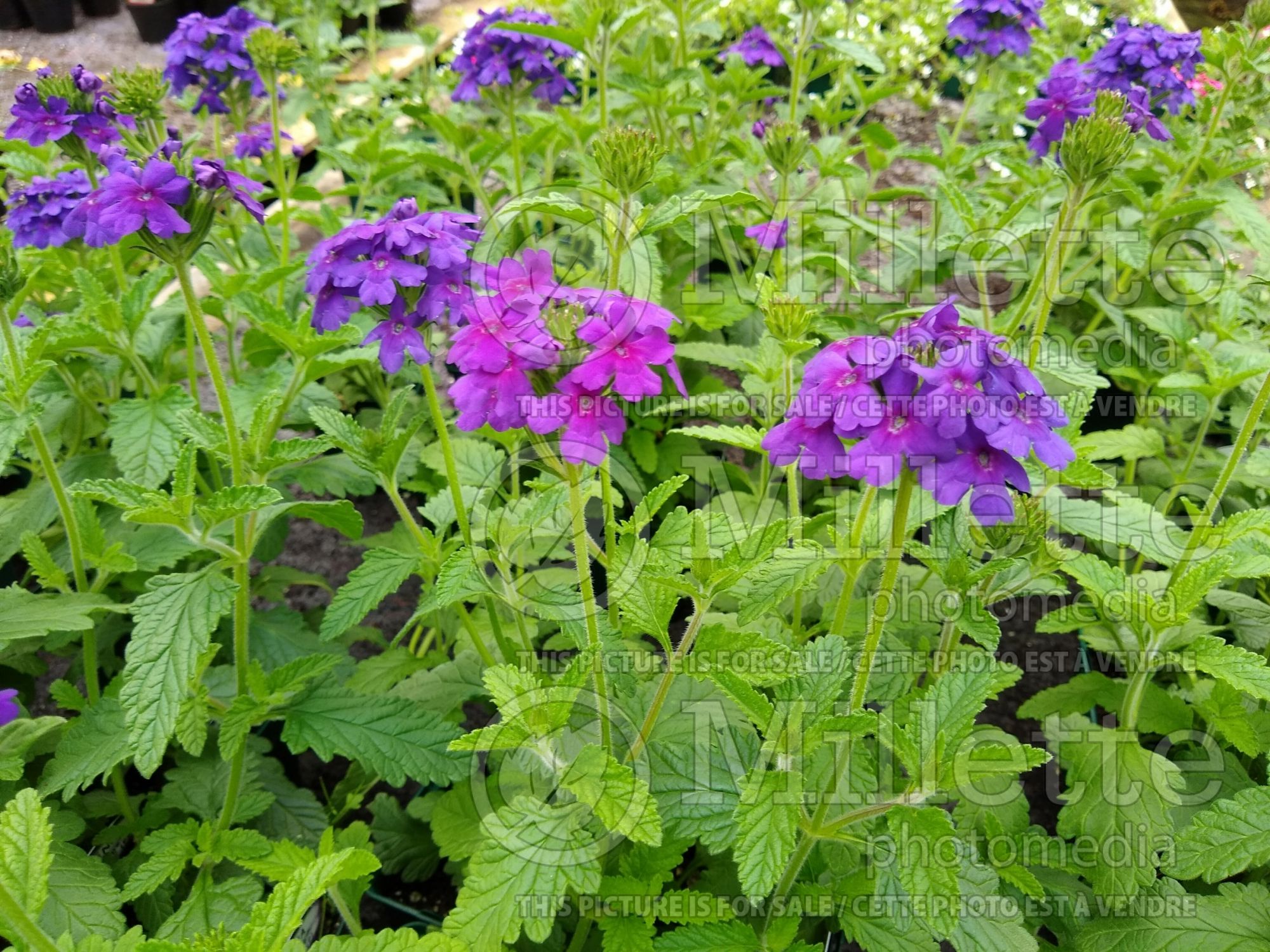 Verbena Endurascape Dark Purple (vervain) 2