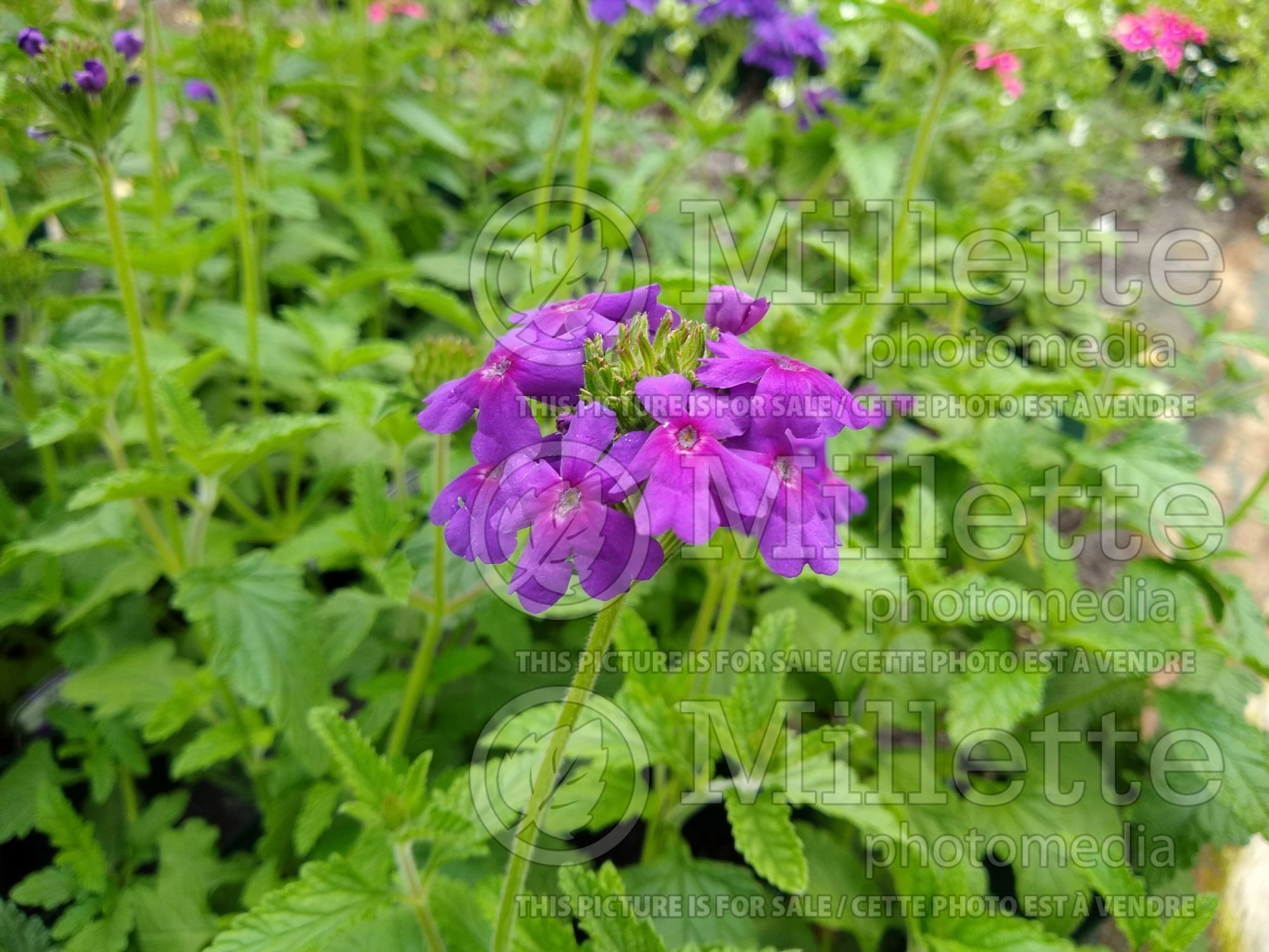 Verbena Endurascape Dark Purple (vervain) 3